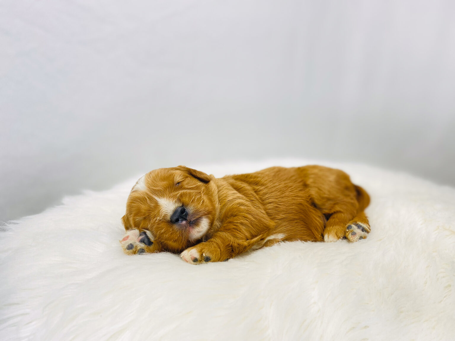 I am just a tiny baby and would love to join your family soon! Of course, you can’t see how cute and curly I will be when I get older, so the Dog Club will send updated photos when I am about 6 to 7 weeks old, if you choose to adopt me. Infant puppy deposits are refundable or transferrable.