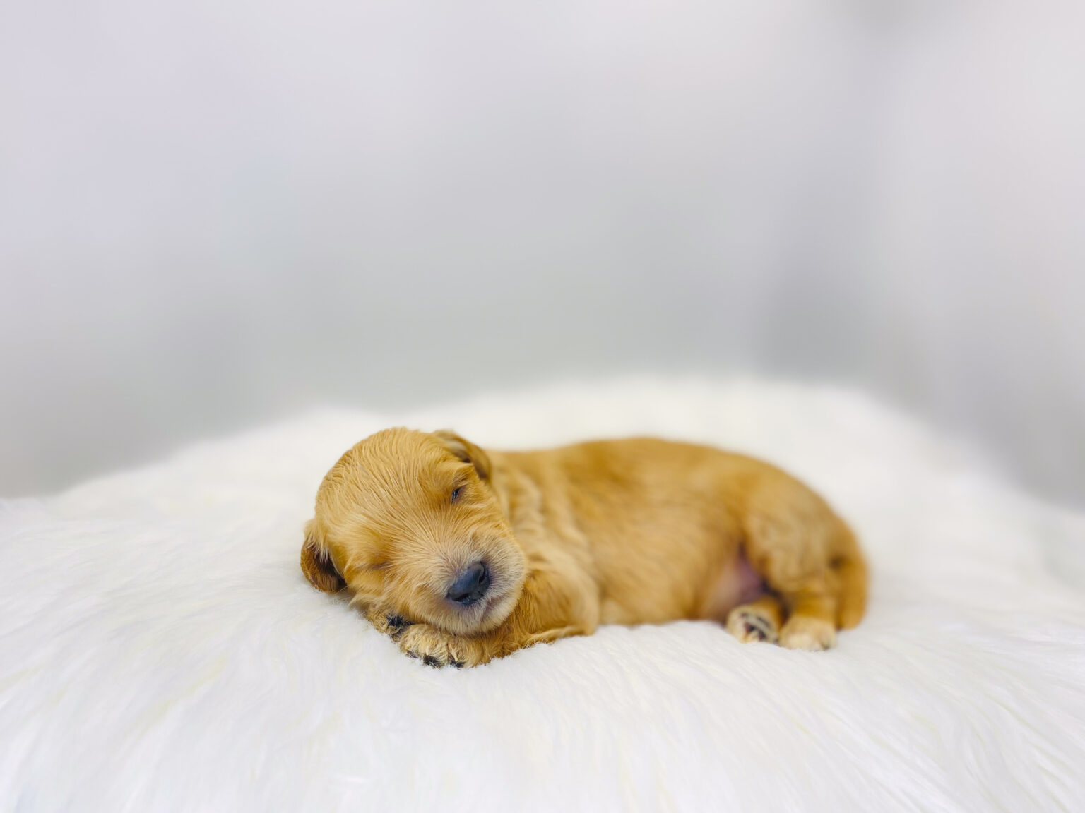 I am just a tiny baby and would love to join your family soon! Of course, you can’t see how cute and curly I will be when I get older, so the Dog Club will send updated photos when I am about 6 to 7 weeks old, if you choose to adopt me. Infant puppy deposits are refundable or transferrable.