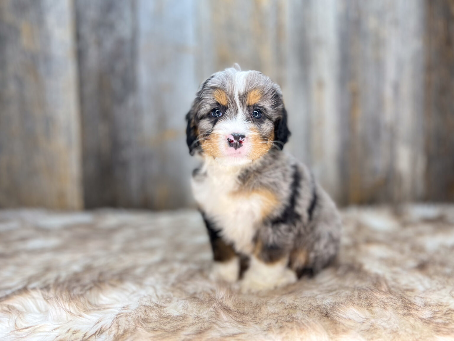 I am just a tiny baby and would love to join your family soon! Of course, you can’t see how cute and curly I will be when I get older, so the Dog Club will send updated photos when I am about 6 to 7 weeks old, if you choose to adopt me. Infant puppy deposits are refundable or transferrable.