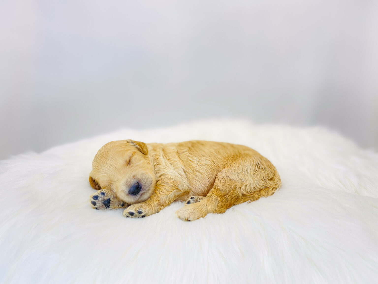 I am just a tiny baby and would love to join your family soon! Of course, you can’t see how cute and curly I will be when I get older, so the Dog Club will send updated photos when I am about 6 to 7 weeks old, if you choose to adopt me. Infant puppy deposits are refundable or transferrable.