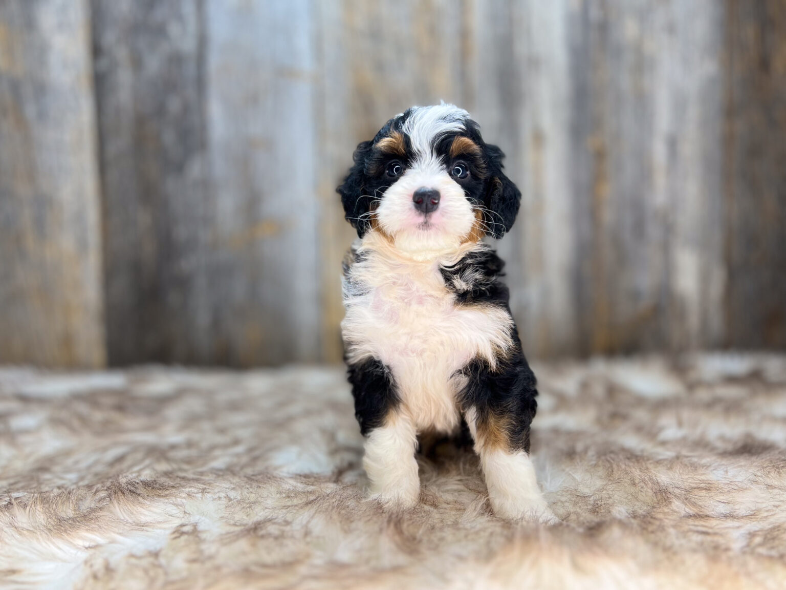 I am just a tiny baby and would love to join your family soon! Of course, you can’t see how cute and curly I will be when I get older, so the Dog Club will send updated photos when I am about 6 to 7 weeks old, if you choose to adopt me. Infant puppy deposits are refundable or transferrable.