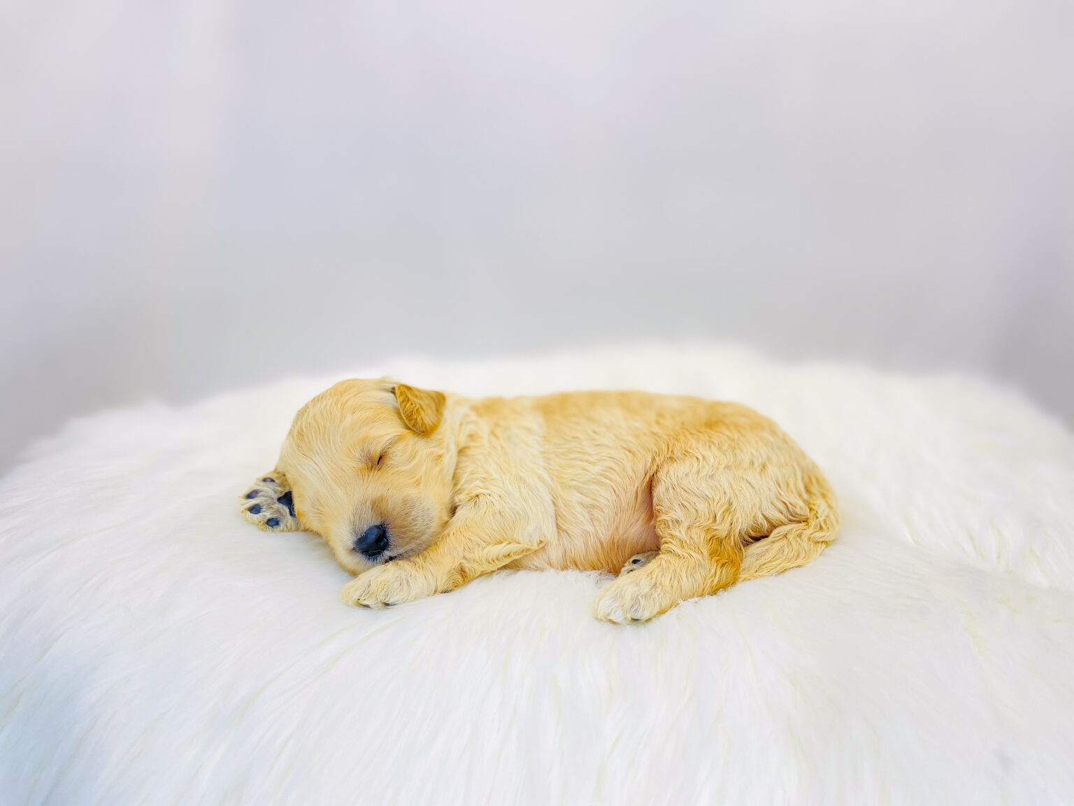 I am just a tiny baby and would love to join your family soon! Of course, you can’t see how cute and curly I will be when I get older, so the Dog Club will send updated photos when I am about 6 to 7 weeks old, if you choose to adopt me. Infant puppy deposits are refundable or transferrable.