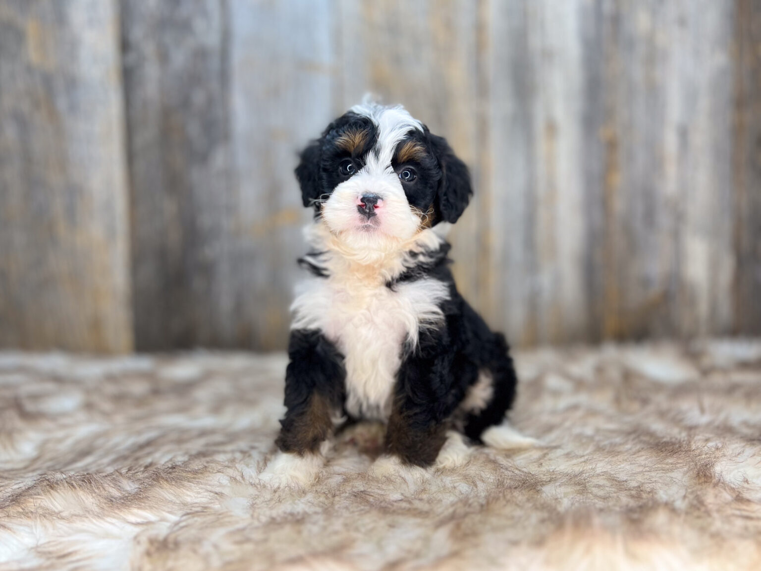 I am just a tiny baby and would love to join your family soon! Of course, you can’t see how cute and curly I will be when I get older, so the Dog Club will send updated photos when I am about 6 to 7 weeks old, if you choose to adopt me. Infant puppy deposits are refundable or transferrable.
