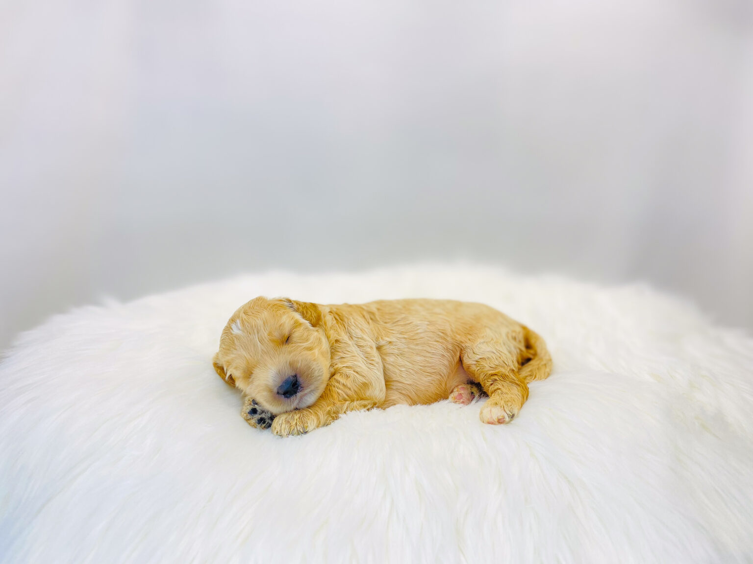 I am just a tiny baby and would love to join your family soon! Of course, you can’t see how cute and curly I will be when I get older, so the Dog Club will send updated photos when I am about 6 to 7 weeks old, if you choose to adopt me. Infant puppy deposits are refundable or transferrable.