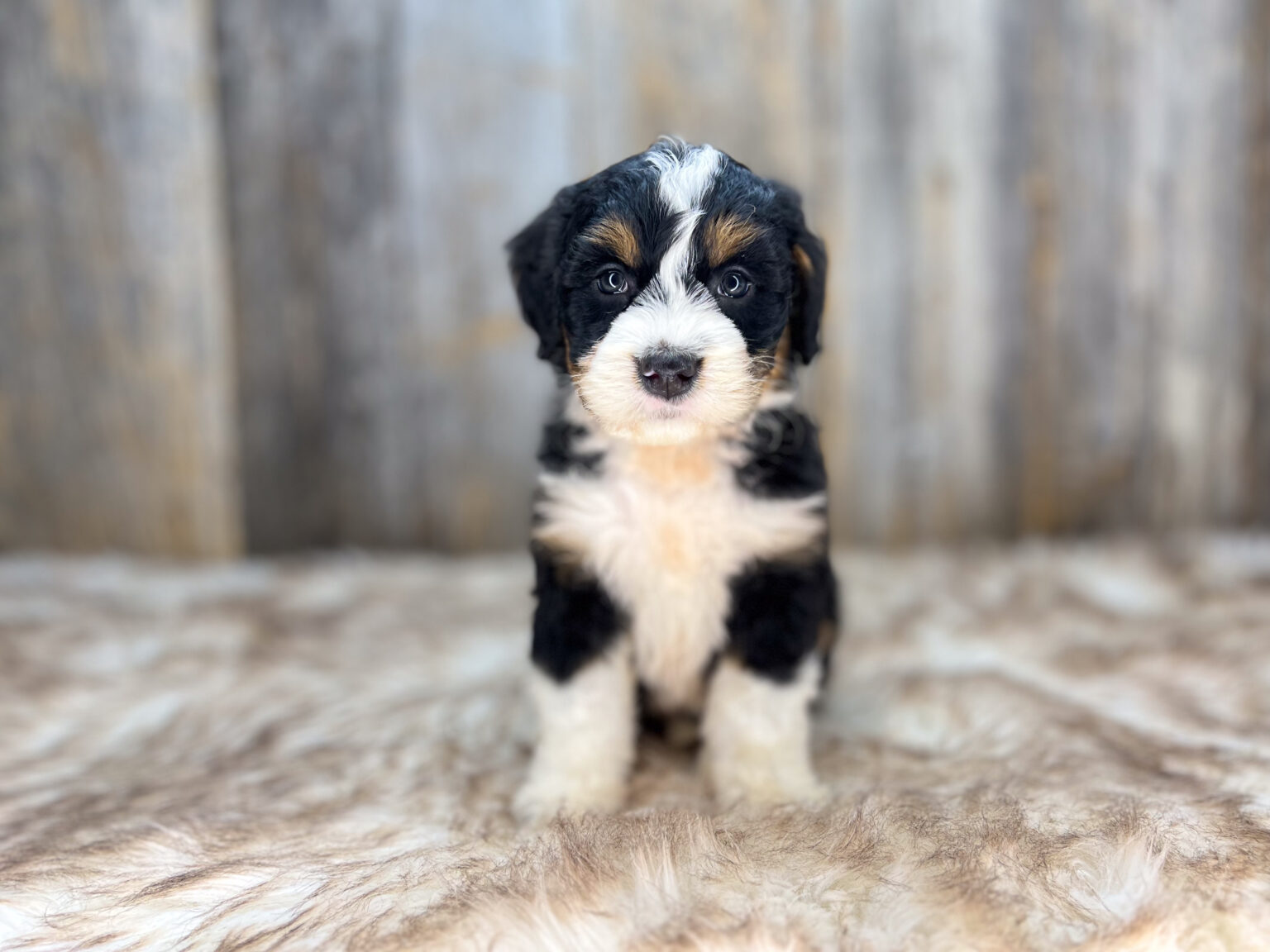 I am just a tiny baby and would love to join your family soon! Of course, you can’t see how cute and curly I will be when I get older, so the Dog Club will send updated photos when I am about 6 to 7 weeks old, if you choose to adopt me. Infant puppy deposits are refundable or transferrable.