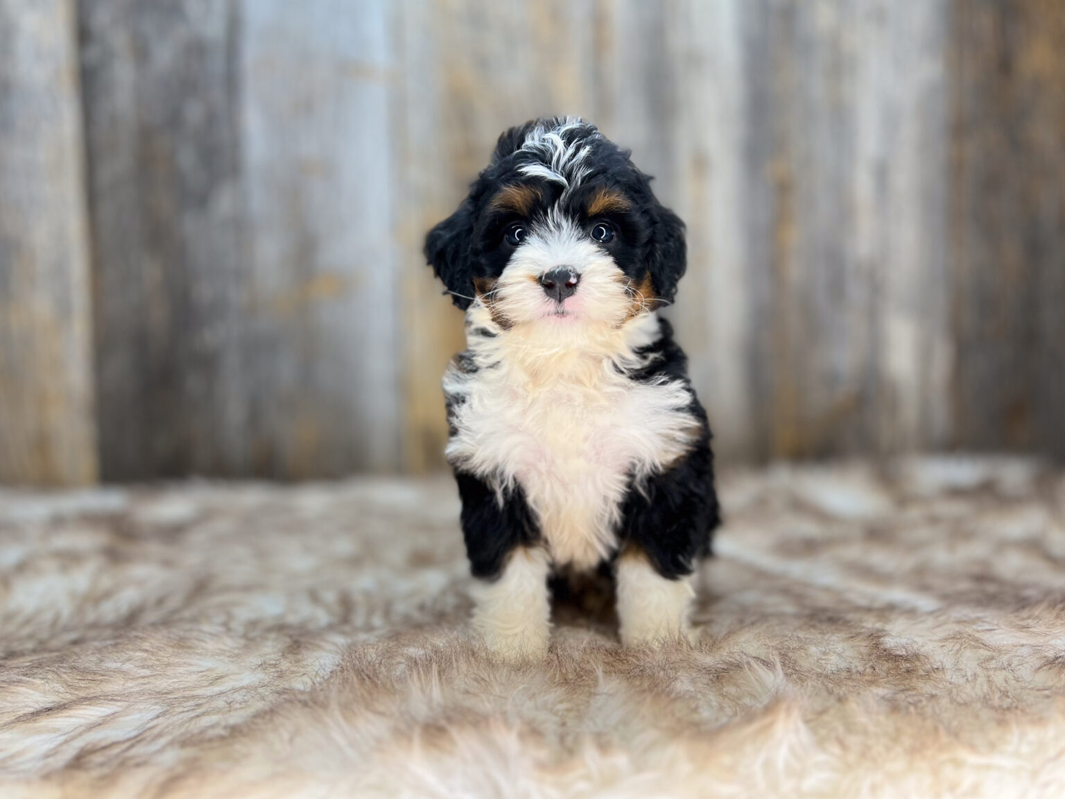 I am just a tiny baby and would love to join your family soon! Of course, you can’t see how cute and curly I will be when I get older, so the Dog Club will send updated photos when I am about 6 to 7 weeks old, if you choose to adopt me. Infant puppy deposits are refundable or transferrable.