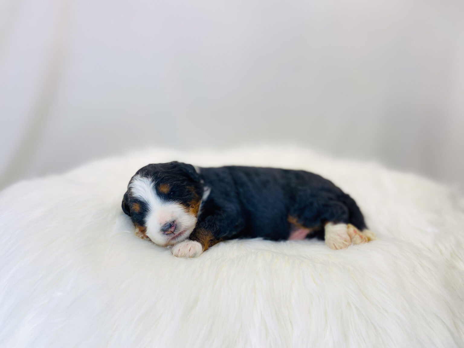 I am just a tiny baby and would love to join your family soon! Of course, you can’t see how cute and curly I will be when I get older, so the Dog Club will send updated photos when I am about 6 to 7 weeks old, if you choose to adopt me. Infant puppy deposits are refundable or transferrable.
