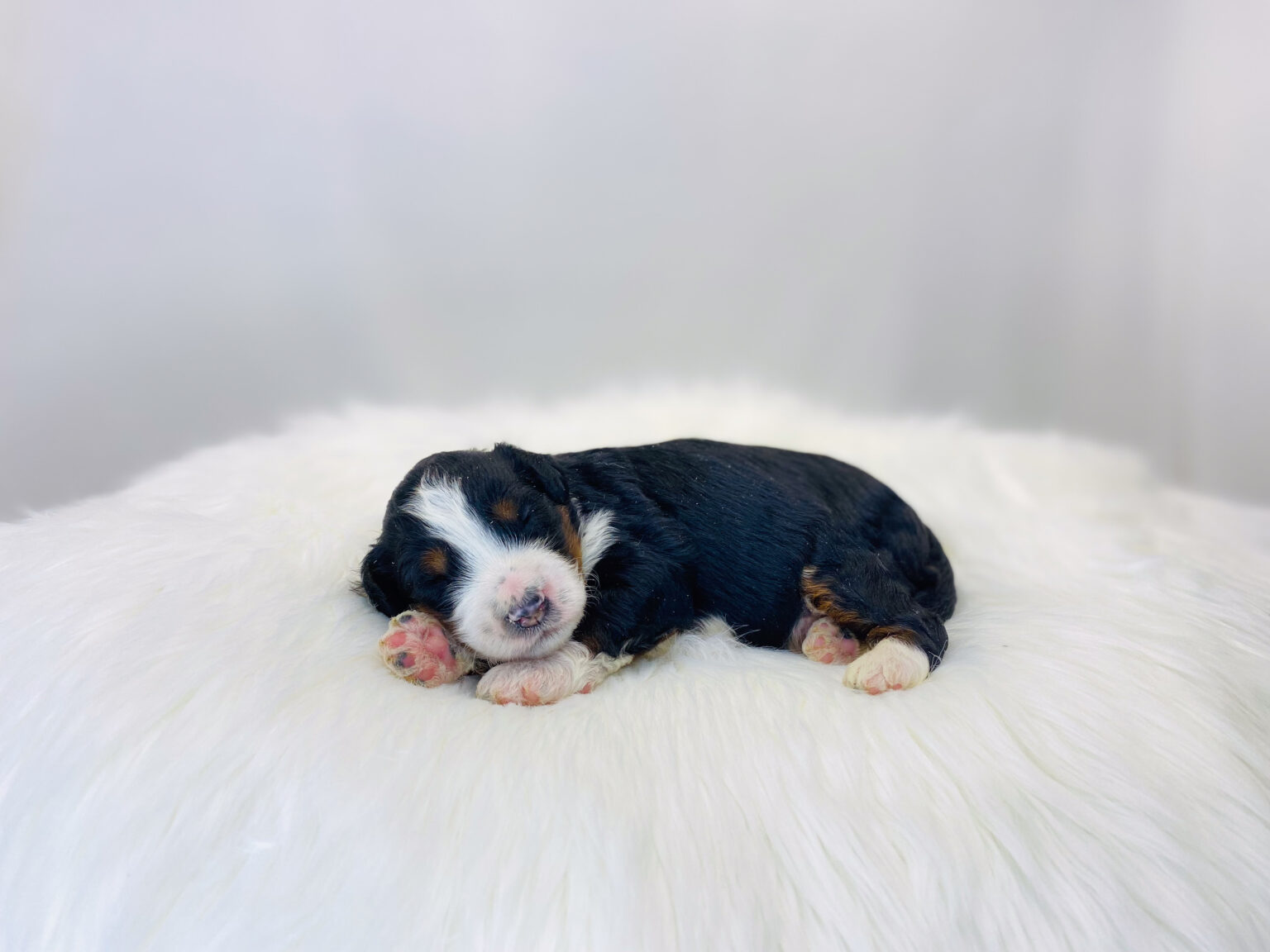 I am just a tiny baby and would love to join your family soon! Of course, you can’t see how cute and curly I will be when I get older, so the Dog Club will send updated photos when I am about 6 to 7 weeks old, if you choose to adopt me. Infant puppy deposits are refundable or transferrable.