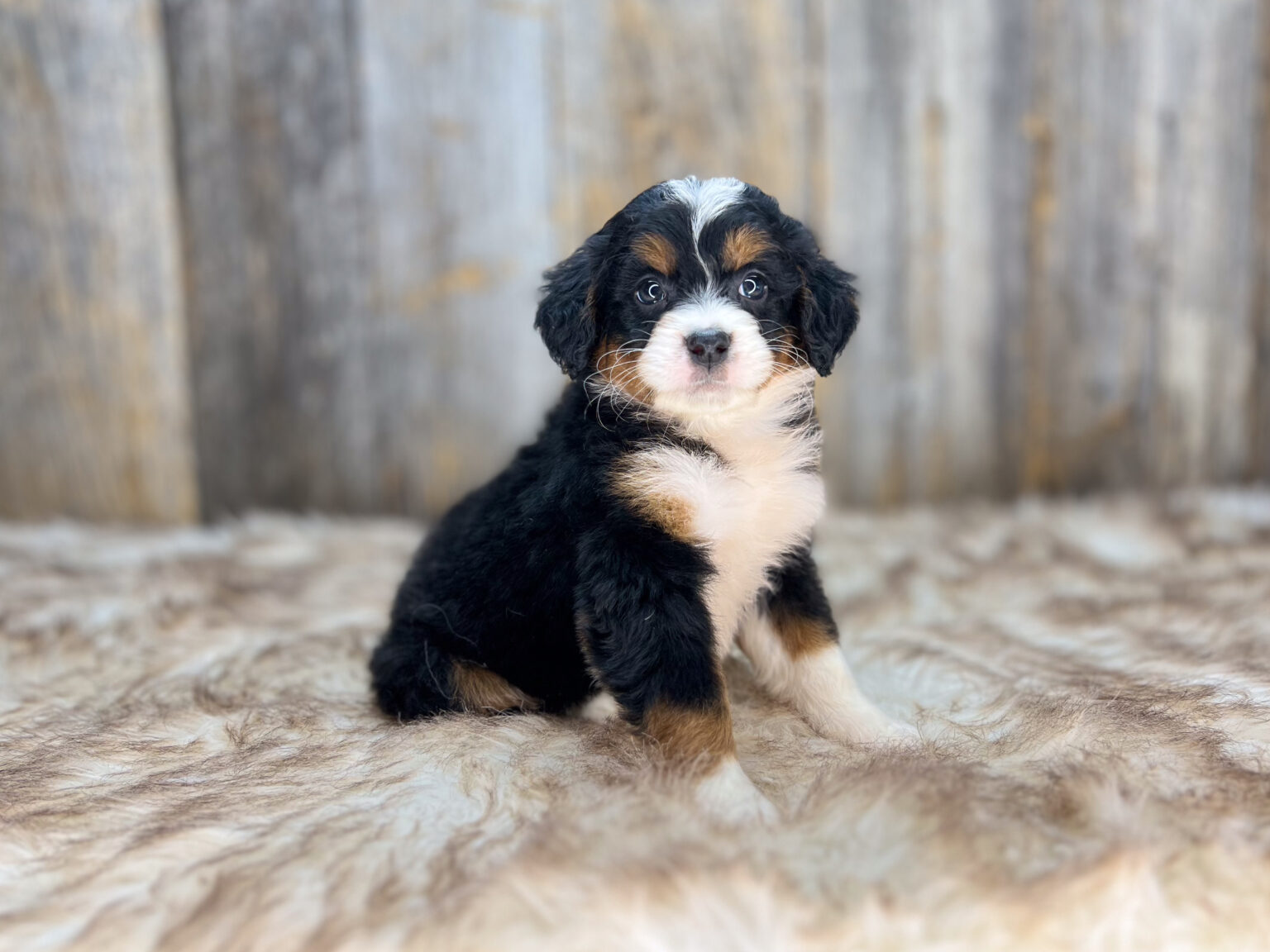 I am just a tiny baby and would love to join your family soon! Of course, you can’t see how cute and curly I will be when I get older, so the Dog Club will send updated photos when I am about 6 to 7 weeks old, if you choose to adopt me. Infant puppy deposits are refundable or transferrable.