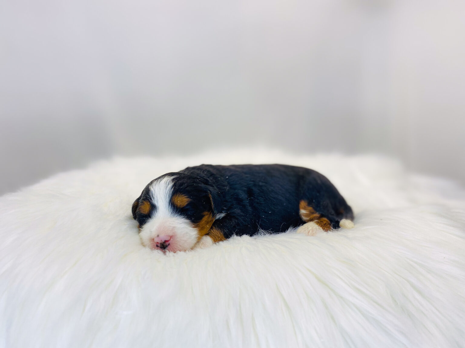 I am just a tiny baby and would love to join your family soon! Of course, you can’t see how cute and curly I will be when I get older, so the Dog Club will send updated photos when I am about 6 to 7 weeks old, if you choose to adopt me. Infant puppy deposits are refundable or transferrable.