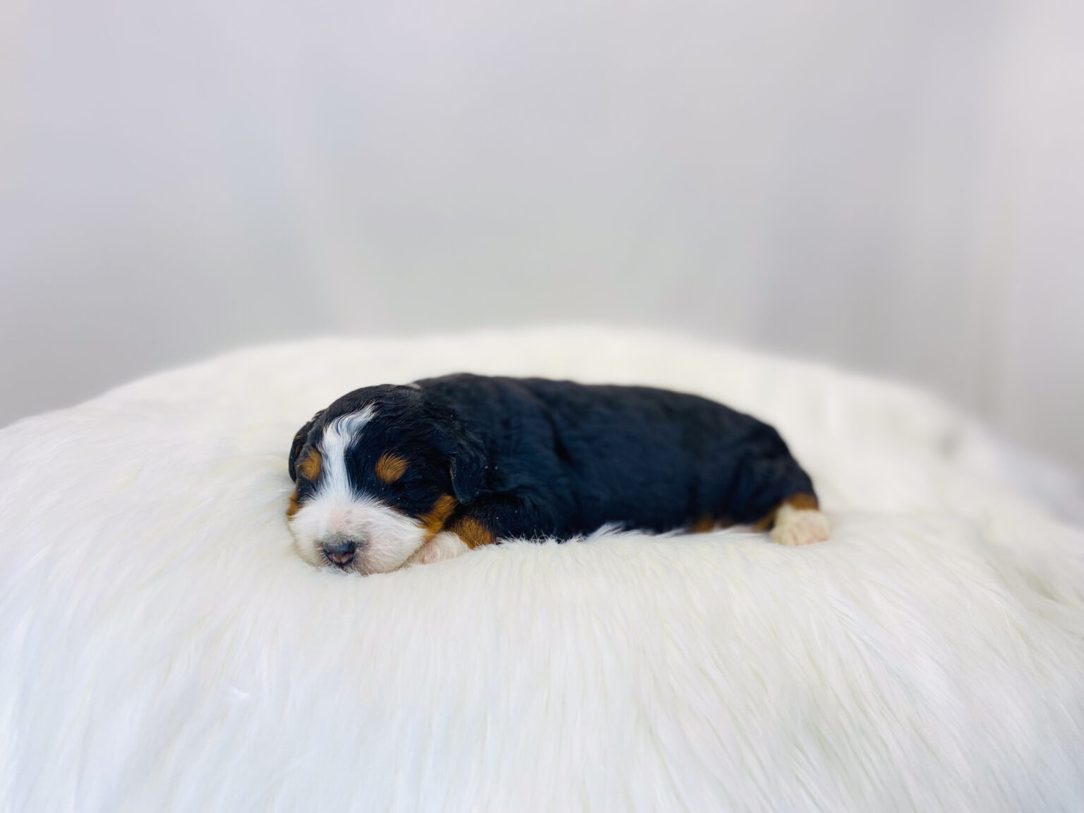 I am just a tiny baby and would love to join your family soon! Of course, you can’t see how cute and curly I will be when I get older, so the Dog Club will send updated photos when I am about 6 to 7 weeks old, if you choose to adopt me. Infant puppy deposits are refundable or transferrable.
