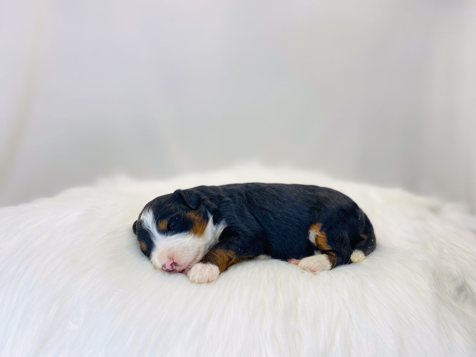 I am just a tiny baby and would love to join your family soon! Of course, you can’t see how cute and curly I will be when I get older, so the Dog Club will send updated photos when I am about 6 to 7 weeks old, if you choose to adopt me. Infant puppy deposits are refundable or transferrable.