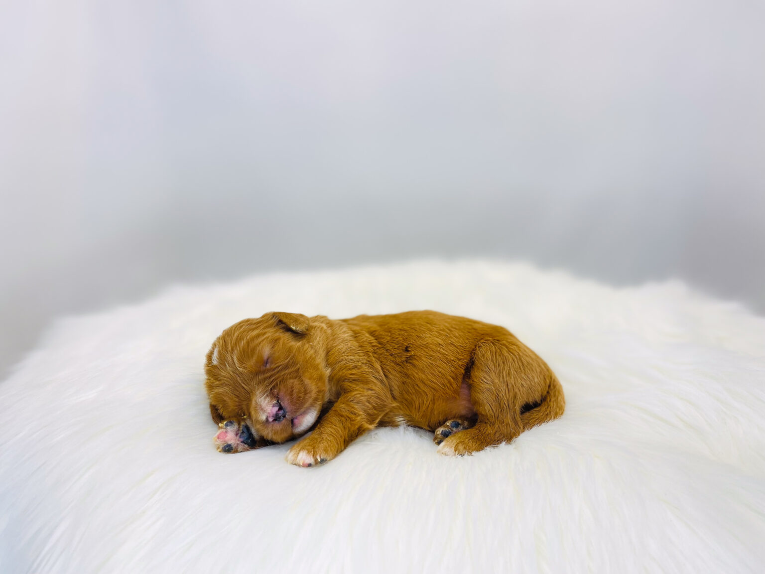 I am just a tiny baby and would love to join your family soon! Of course, you can’t see how cute and curly I will be when I get older, so the Dog Club will send updated photos when I am about 6 to 7 weeks old, if you choose to adopt me. Infant puppy deposits are refundable or transferrable.
