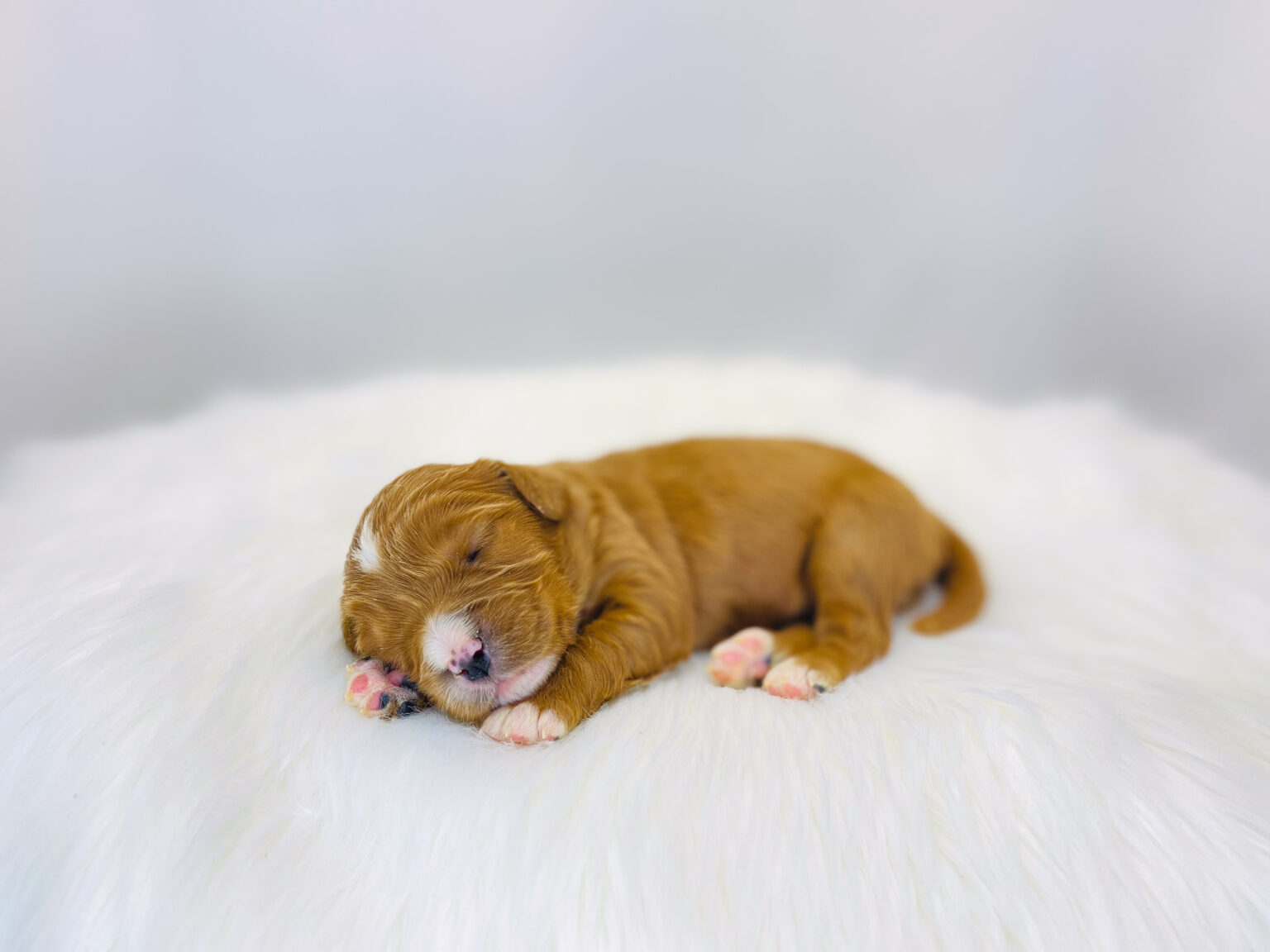 I am just a tiny baby and would love to join your family soon! Of course, you can’t see how cute and curly I will be when I get older, so the Dog Club will send updated photos when I am about 6 to 7 weeks old, if you choose to adopt me. Infant puppy deposits are refundable or transferrable.