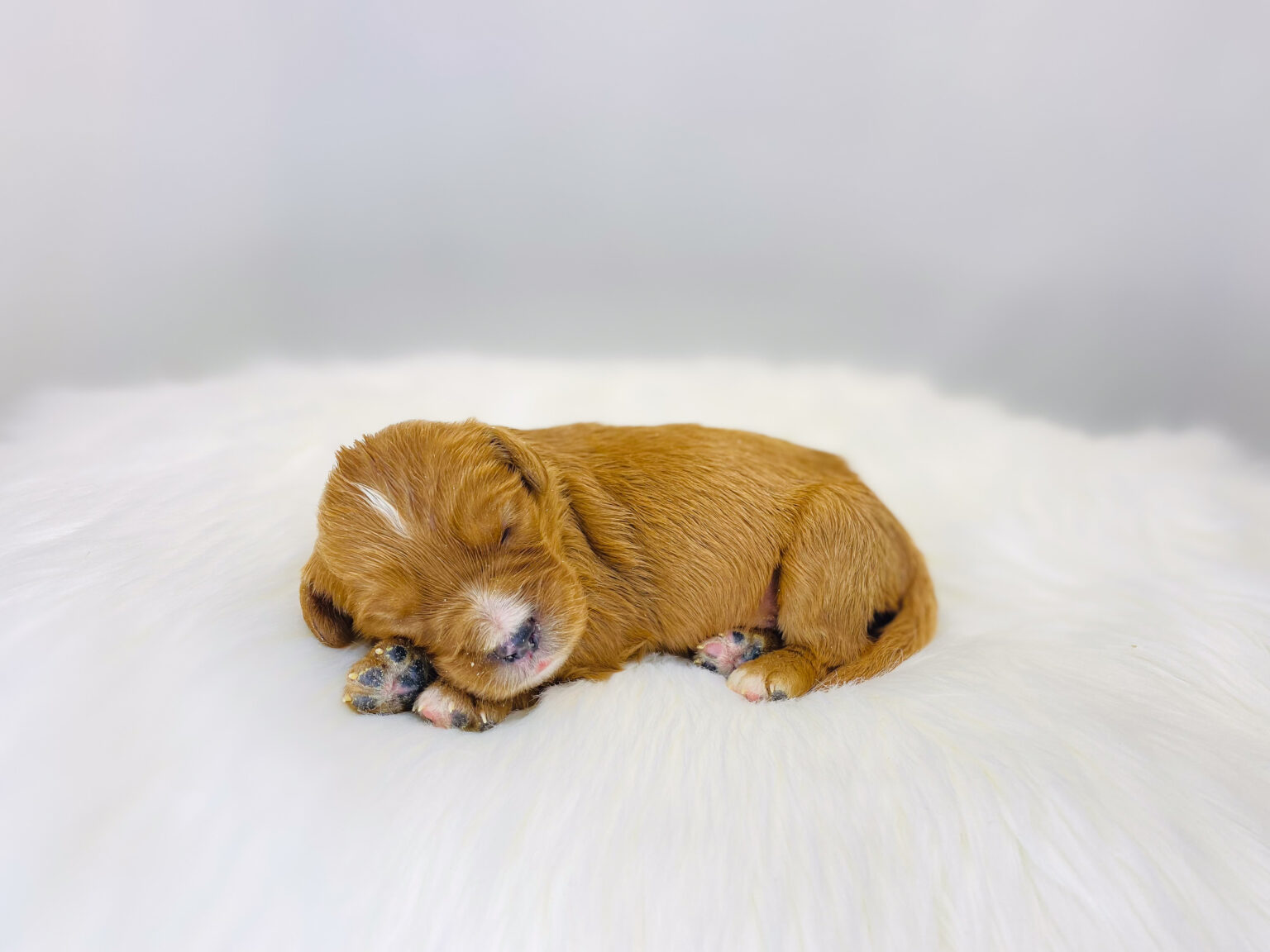 I am just a tiny baby and would love to join your family soon! Of course, you can’t see how cute and curly I will be when I get older, so the Dog Club will send updated photos when I am about 6 to 7 weeks old, if you choose to adopt me. Infant puppy deposits are refundable or transferrable.