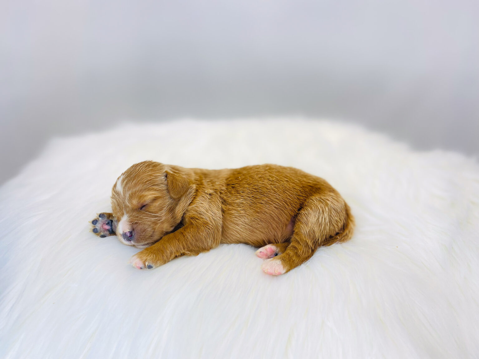 I am just a tiny baby and would love to join your family soon! Of course, you can’t see how cute and curly I will be when I get older, so the Dog Club will send updated photos when I am about 6 to 7 weeks old, if you choose to adopt me. Infant puppy deposits are refundable or transferrable.