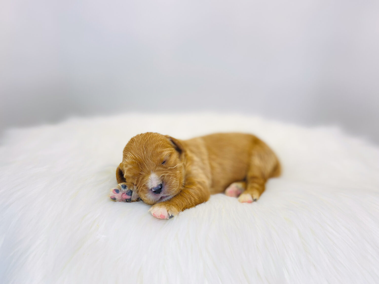 I am just a tiny baby and would love to join your family soon! Of course, you can’t see how cute and curly I will be when I get older, so the Dog Club will send updated photos when I am about 6 to 7 weeks old, if you choose to adopt me. Infant puppy deposits are refundable or transferrable.