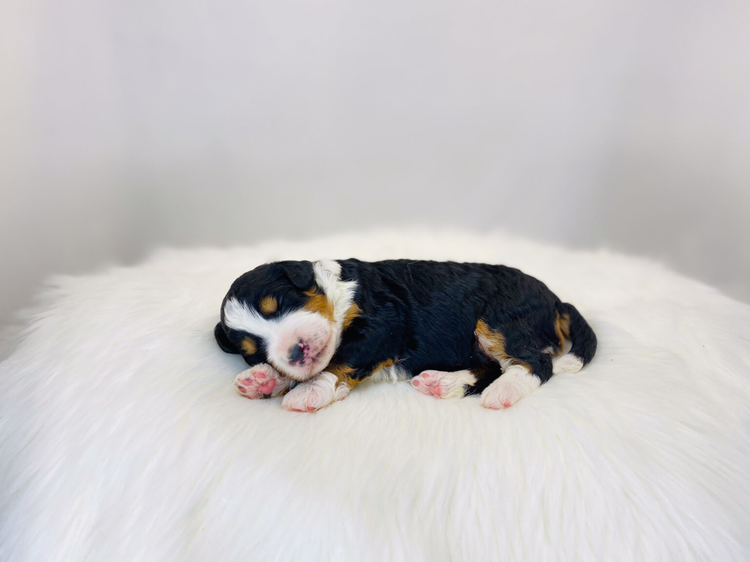 I am just a tiny baby and would love to join your family soon! Of course, you can’t see how cute and curly I will be when I get older, so the Dog Club will send updated photos when I am about 6 to 7 weeks old, if you choose to adopt me. Infant puppy deposits are refundable or transferrable.