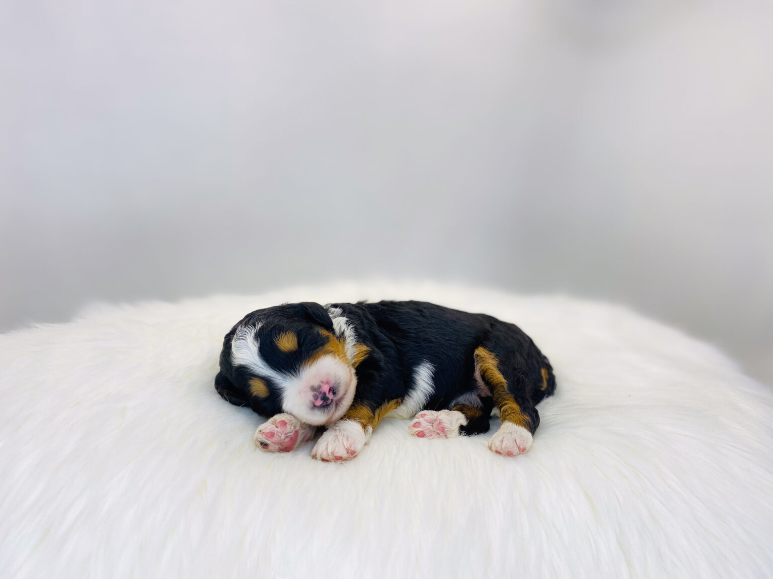 I am just a tiny baby and would love to join your family soon! Of course, you can’t see how cute and curly I will be when I get older, so the Dog Club will send updated photos when I am about 6 to 7 weeks old, if you choose to adopt me. Infant puppy deposits are refundable or transferrable.