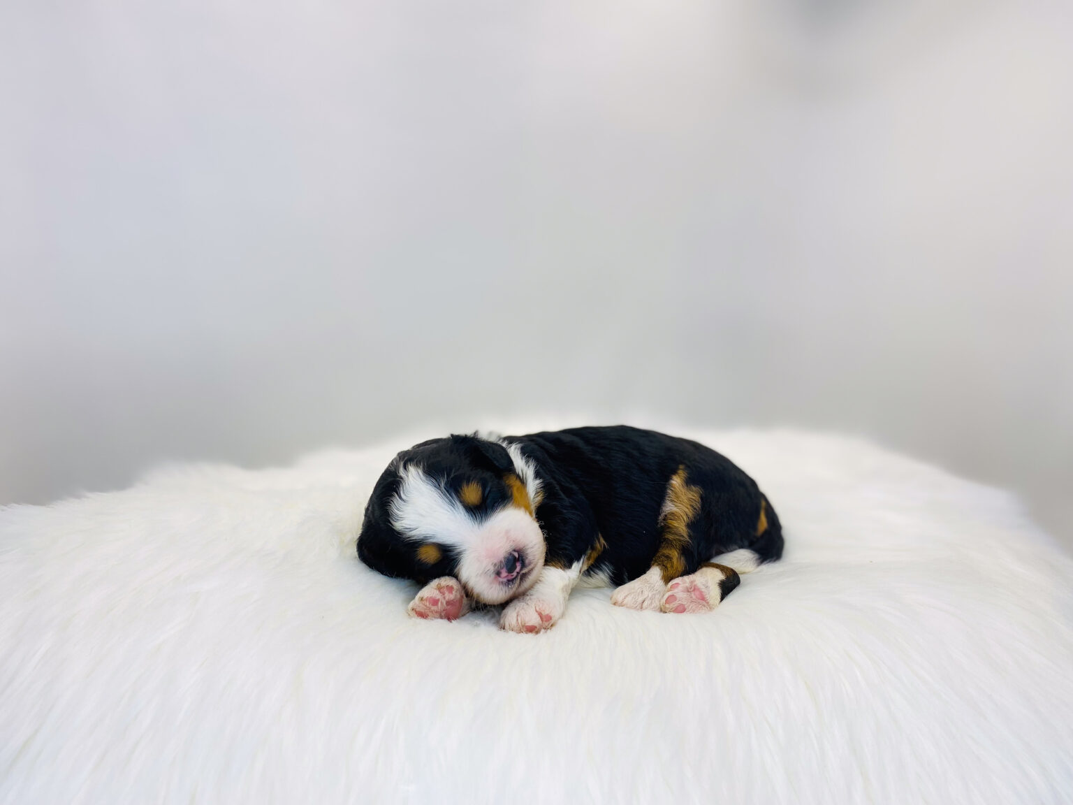 I am just a tiny baby and would love to join your family soon! Of course, you can’t see how cute and curly I will be when I get older, so the Dog Club will send updated photos when I am about 6 to 7 weeks old, if you choose to adopt me. Infant puppy deposits are refundable or transferrable.