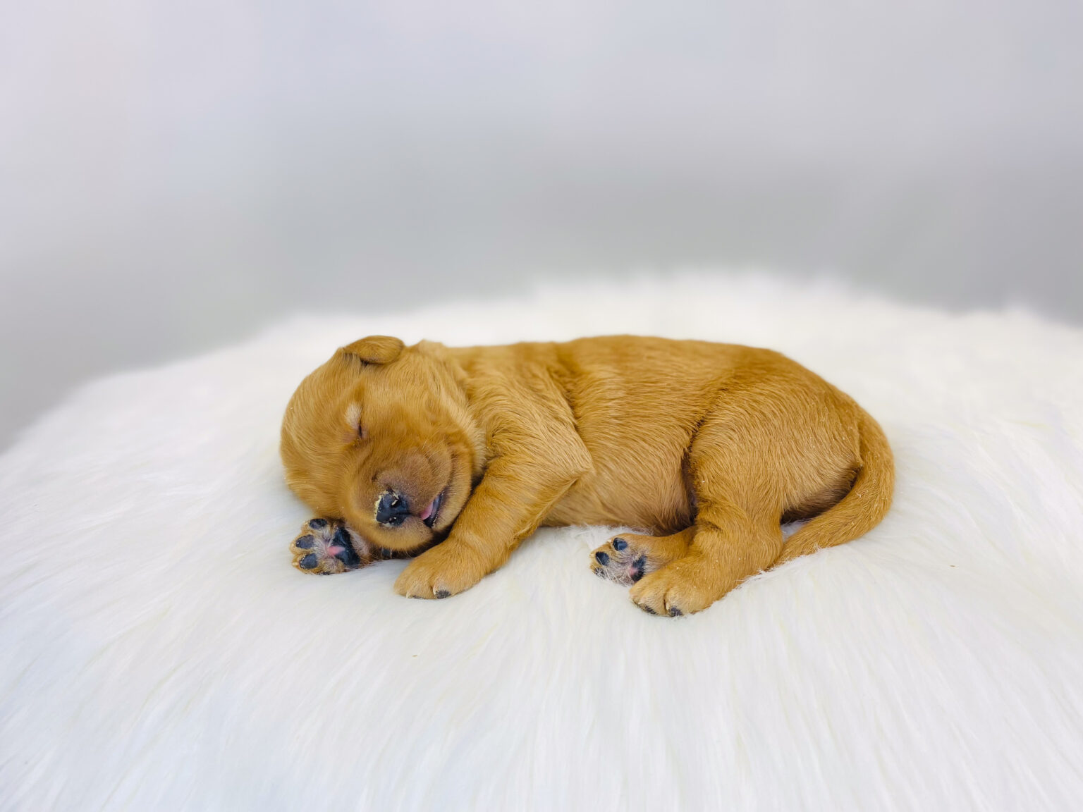 I am just a tiny baby and would love to join your family soon! Of course, you can’t see how cute and curly I will be when I get older, so the Dog Club will send updated photos when I am about 6 to 7 weeks old, if you choose to adopt me. Infant puppy deposits are refundable or transferrable.