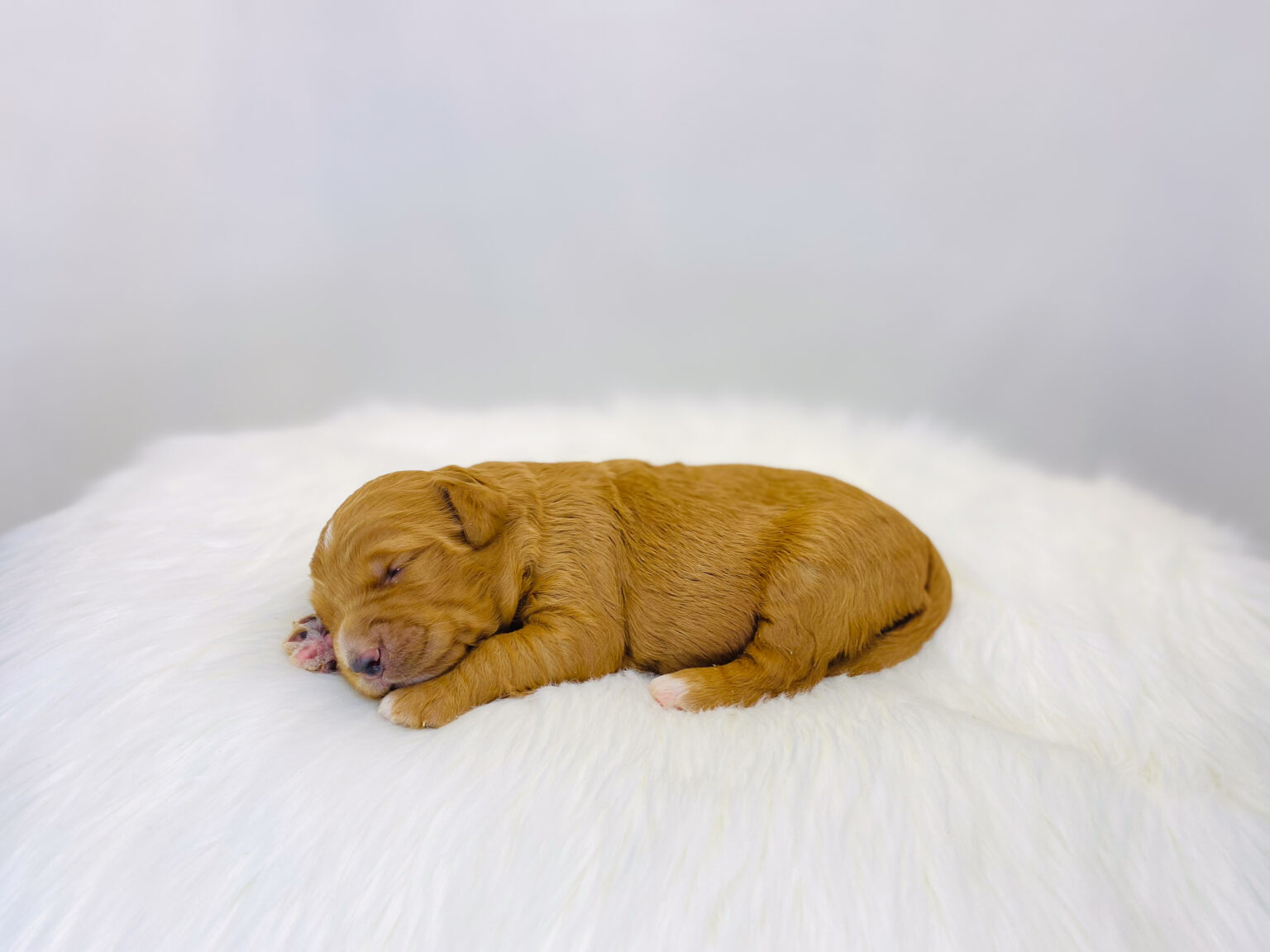 I am just a tiny baby and would love to join your family soon! Of course, you can’t see how cute and curly I will be when I get older, so the Dog Club will send updated photos when I am about 6 to 7 weeks old, if you choose to adopt me. Infant puppy deposits are refundable or transferrable.