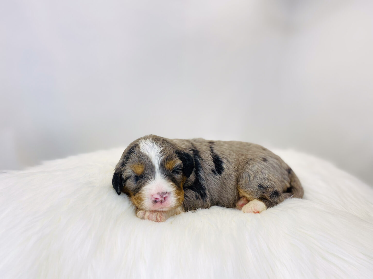 I am just a tiny baby and would love to join your family soon! Of course, you can’t see how cute and curly I will be when I get older, so the Dog Club will send updated photos when I am about 6 to 7 weeks old, if you choose to adopt me. Infant puppy deposits are refundable or transferrable.