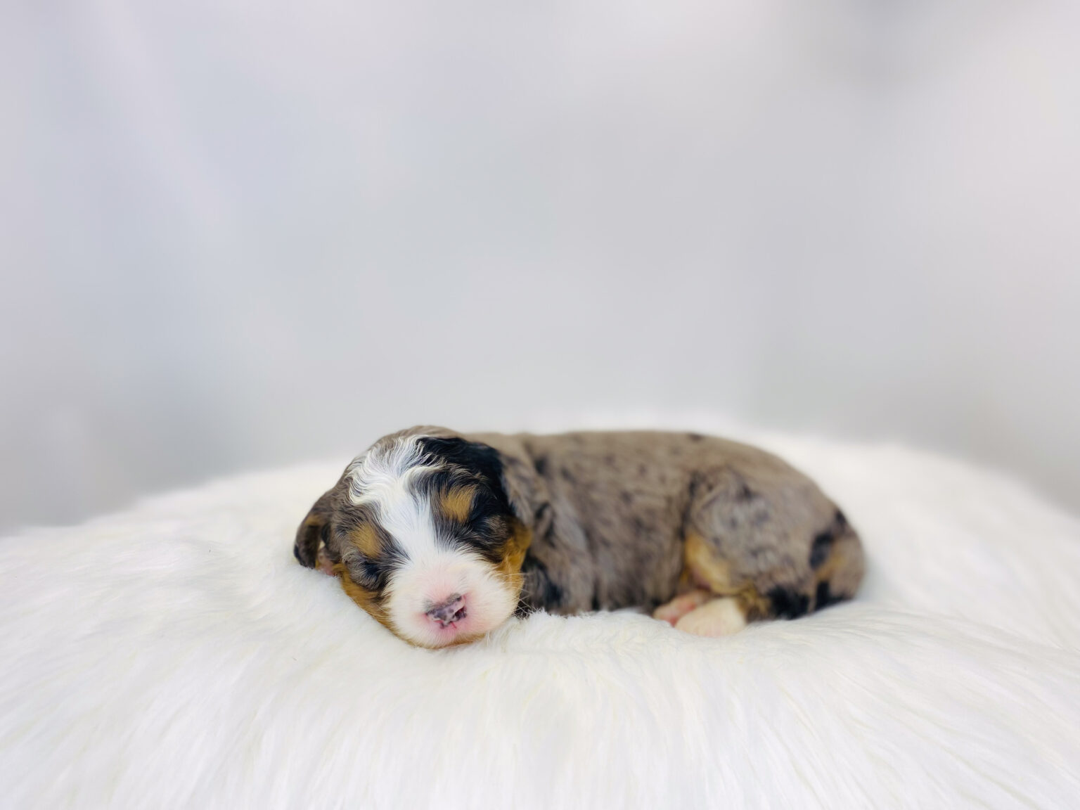 I am just a tiny baby and would love to join your family soon! Of course, you can’t see how cute and curly I will be when I get older, so the Dog Club will send updated photos when I am about 6 to 7 weeks old, if you choose to adopt me. Infant puppy deposits are refundable or transferrable.