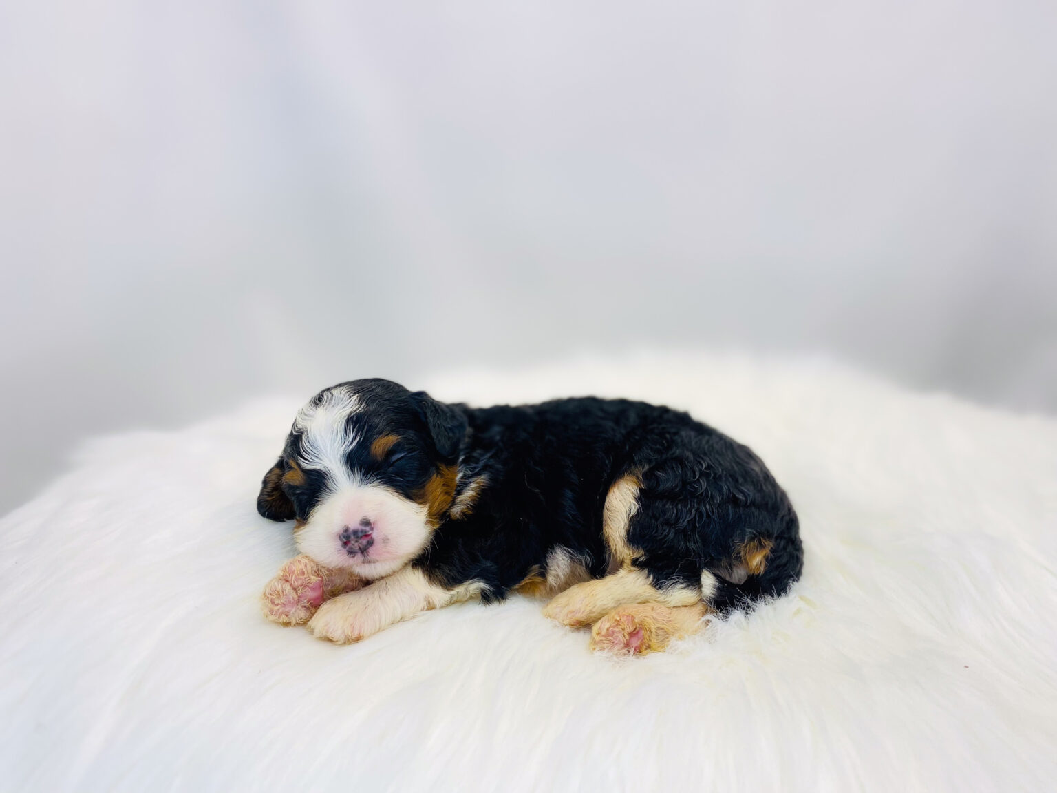 I am just a tiny baby and would love to join your family soon! Of course, you can’t see how cute and curly I will be when I get older, so the Dog Club will send updated photos when I am about 6 to 7 weeks old, if you choose to adopt me. Infant puppy deposits are refundable or transferrable.