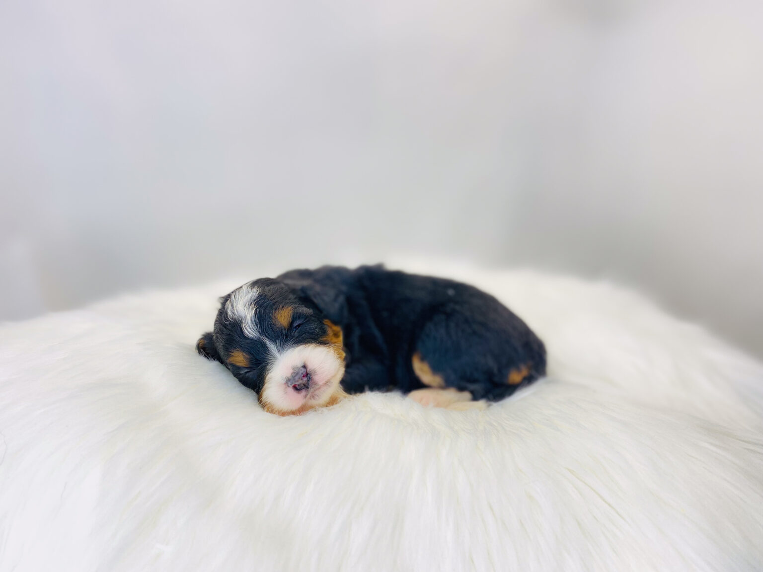 I am just a tiny baby and would love to join your family soon! Of course, you can’t see how cute and curly I will be when I get older, so the Dog Club will send updated photos when I am about 6 to 7 weeks old, if you choose to adopt me. Infant puppy deposits are refundable or transferrable.