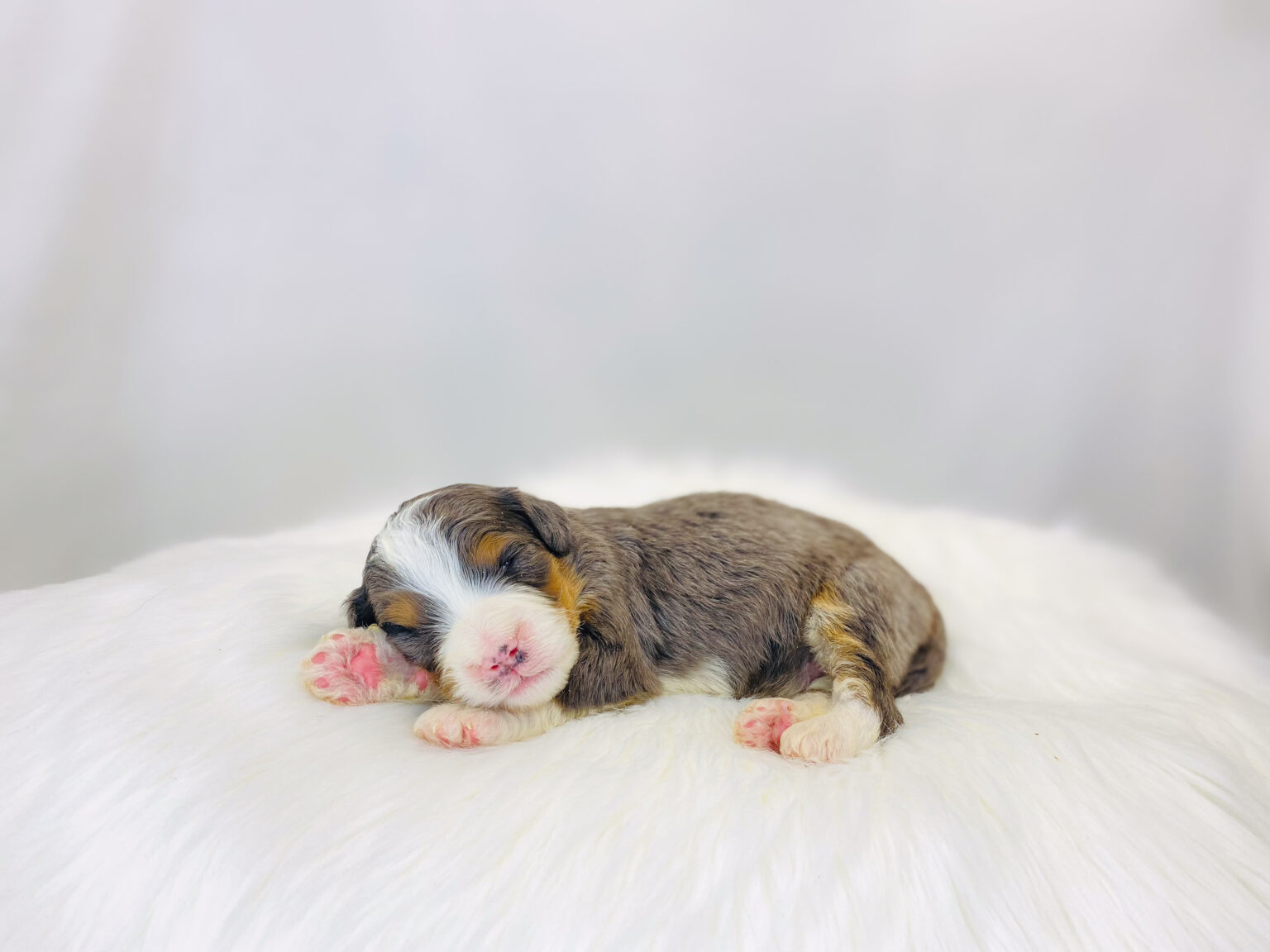I am just a tiny baby and would love to join your family soon! Of course, you can’t see how cute and curly I will be when I get older, so the Dog Club will send updated photos when I am about 6 to 7 weeks old, if you choose to adopt me. Infant puppy deposits are refundable or transferrable.