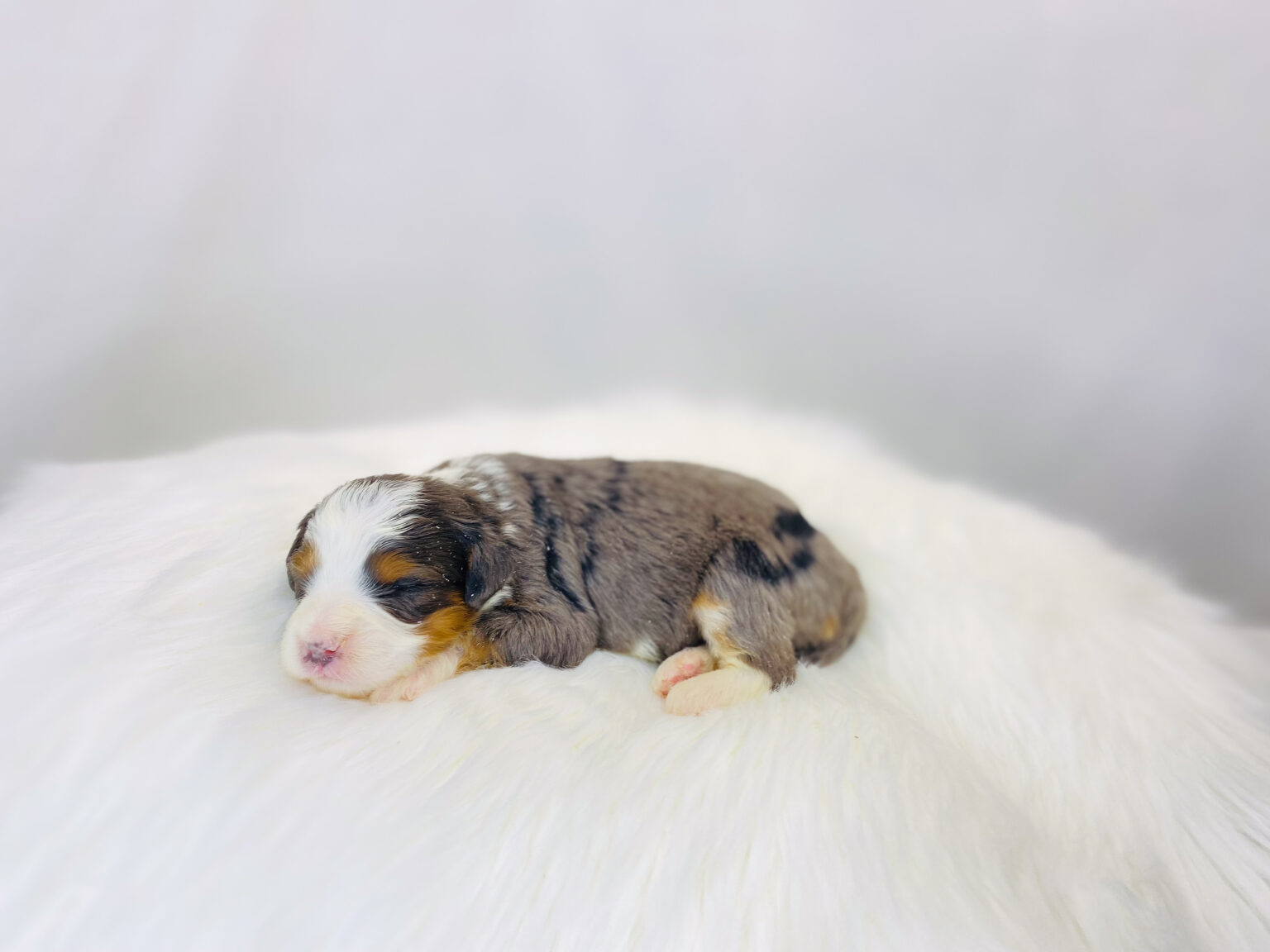 I am just a tiny baby and would love to join your family soon! Of course, you can’t see how cute and curly I will be when I get older, so the Dog Club will send updated photos when I am about 6 to 7 weeks old, if you choose to adopt me. Infant puppy deposits are refundable or transferrable.