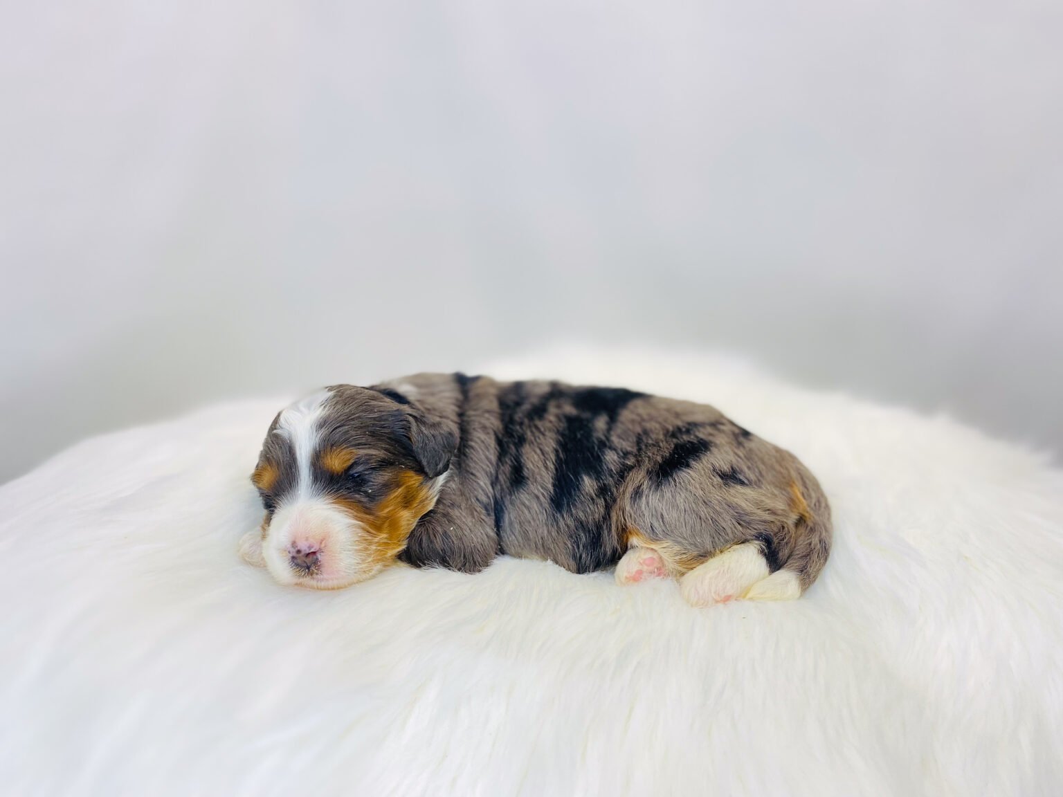I am just a tiny baby and would love to join your family soon! Of course, you can’t see how cute and curly I will be when I get older, so the Dog Club will send updated photos when I am about 6 to 7 weeks old, if you choose to adopt me. Infant puppy deposits are refundable or transferrable.