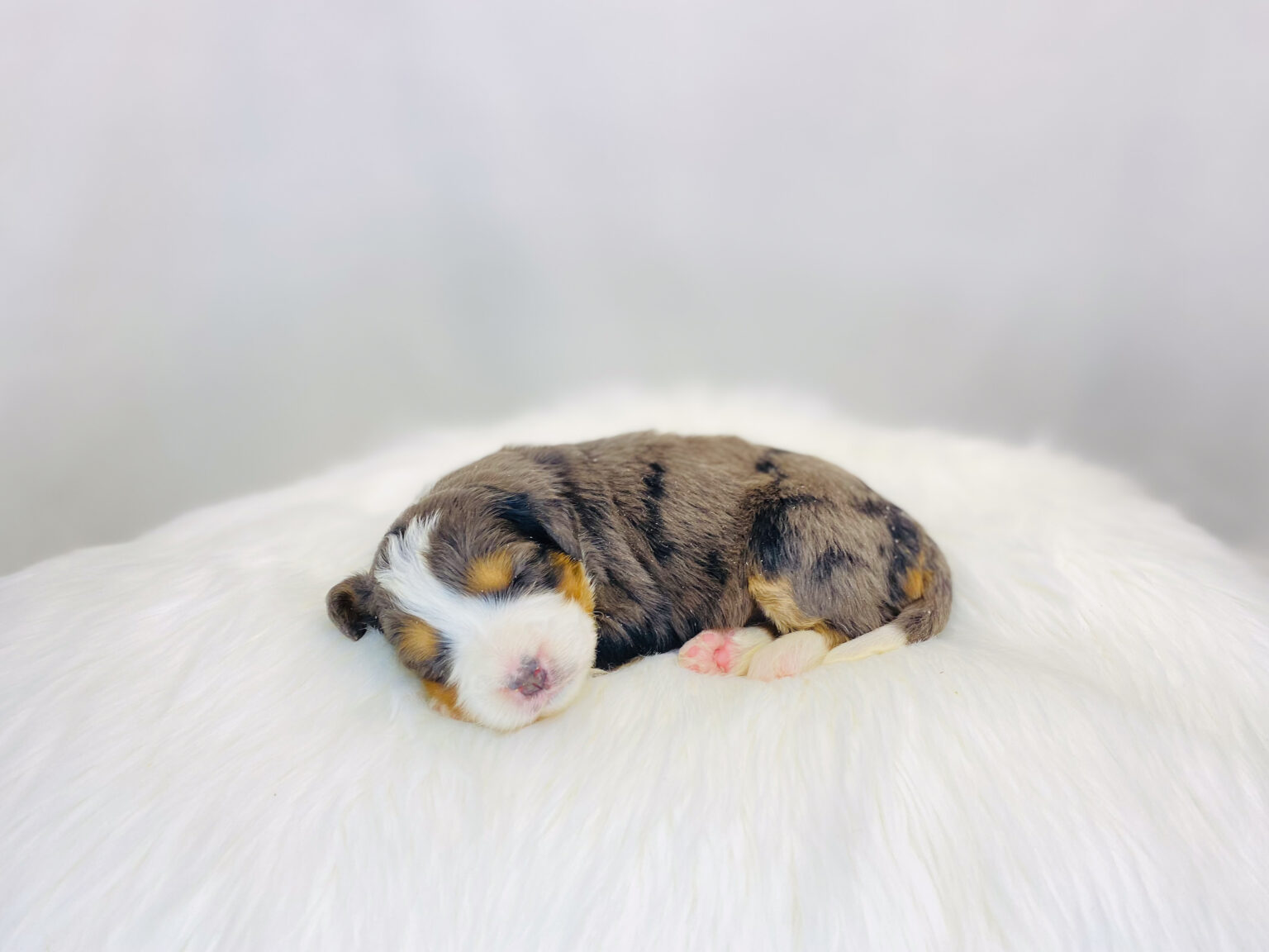 I am just a tiny baby and would love to join your family soon! Of course, you can’t see how cute and curly I will be when I get older, so the Dog Club will send updated photos when I am about 6 to 7 weeks old, if you choose to adopt me. Infant puppy deposits are refundable or transferrable.