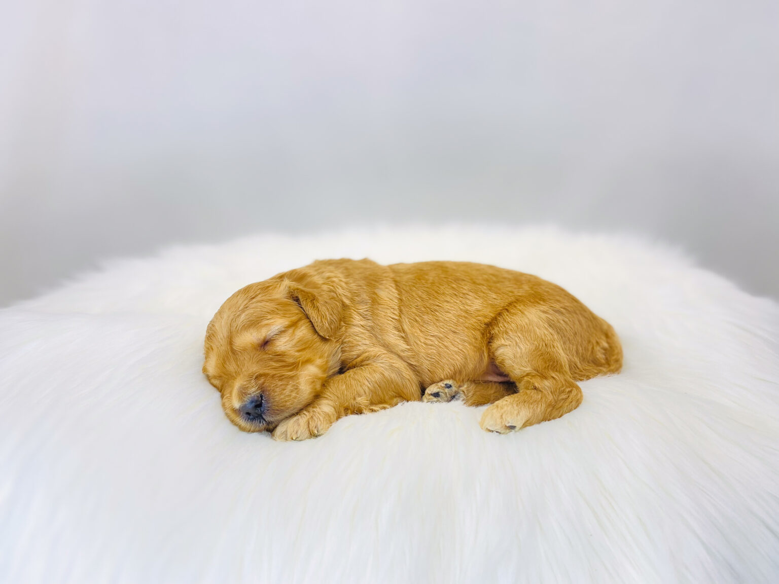 I am just a tiny baby and would love to join your family soon! Of course, you can’t see how cute and curly I will be when I get older, so the Dog Club will send updated photos when I am about 6 to 7 weeks old, if you choose to adopt me. Infant puppy deposits are refundable or transferrable.