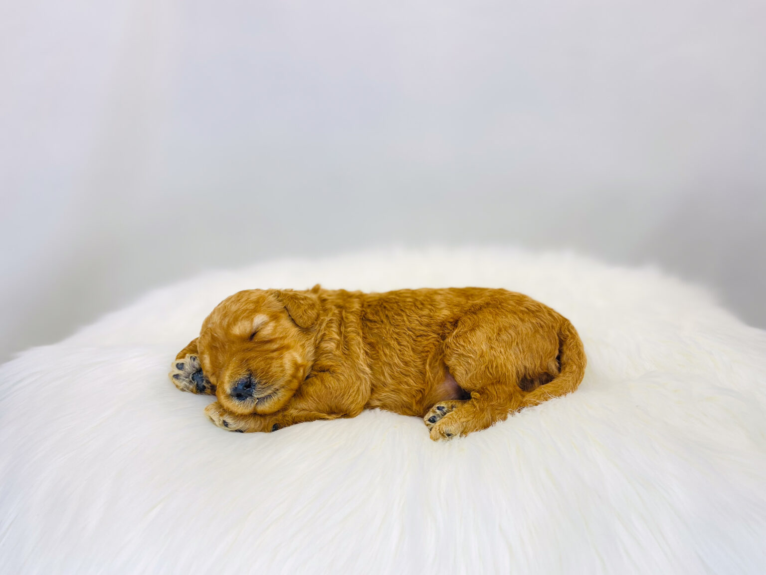 I am just a tiny baby and would love to join your family soon! Of course, you can’t see how cute and curly I will be when I get older, so the Dog Club will send updated photos when I am about 6 to 7 weeks old, if you choose to adopt me. Infant puppy deposits are refundable or transferrable.