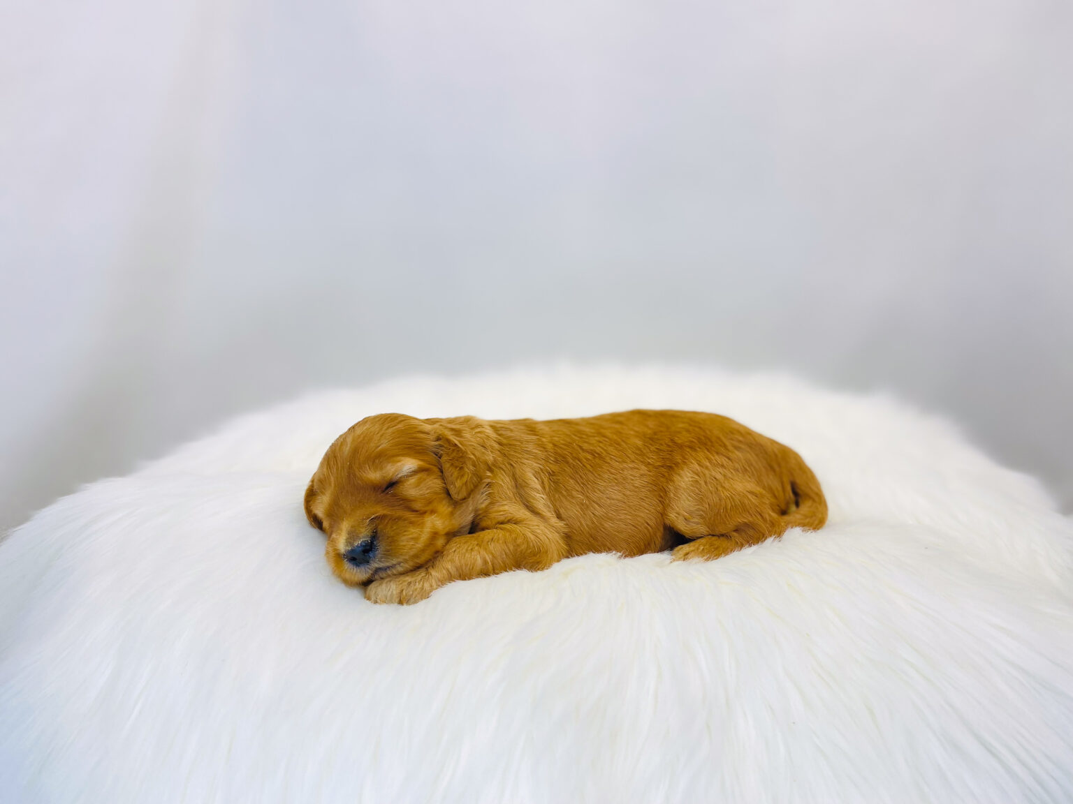 I am just a tiny baby and would love to join your family soon! Of course, you can’t see how cute and curly I will be when I get older, so the Dog Club will send updated photos when I am about 6 to 7 weeks old, if you choose to adopt me. Infant puppy deposits are refundable or transferrable.