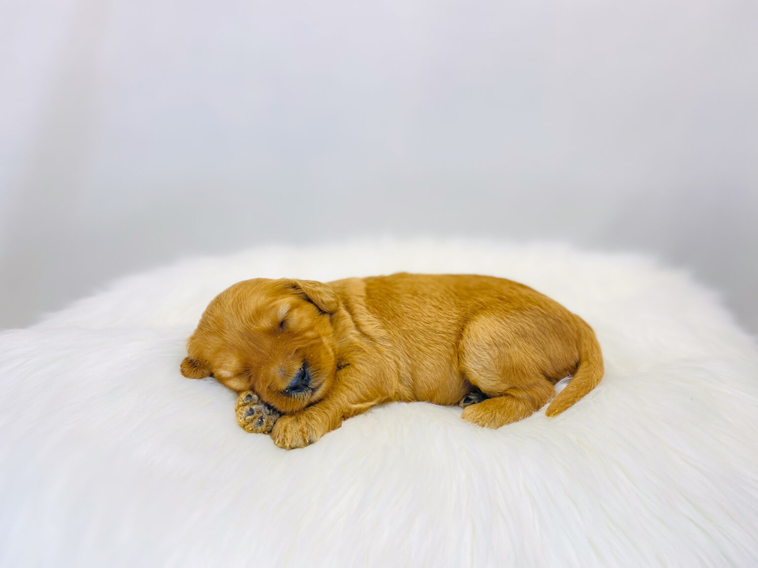 I am just a tiny baby and would love to join your family soon! Of course, you can’t see how cute and curly I will be when I get older, so the Dog Club will send updated photos when I am about 6 to 7 weeks old, if you choose to adopt me. Infant puppy deposits are refundable or transferrable.