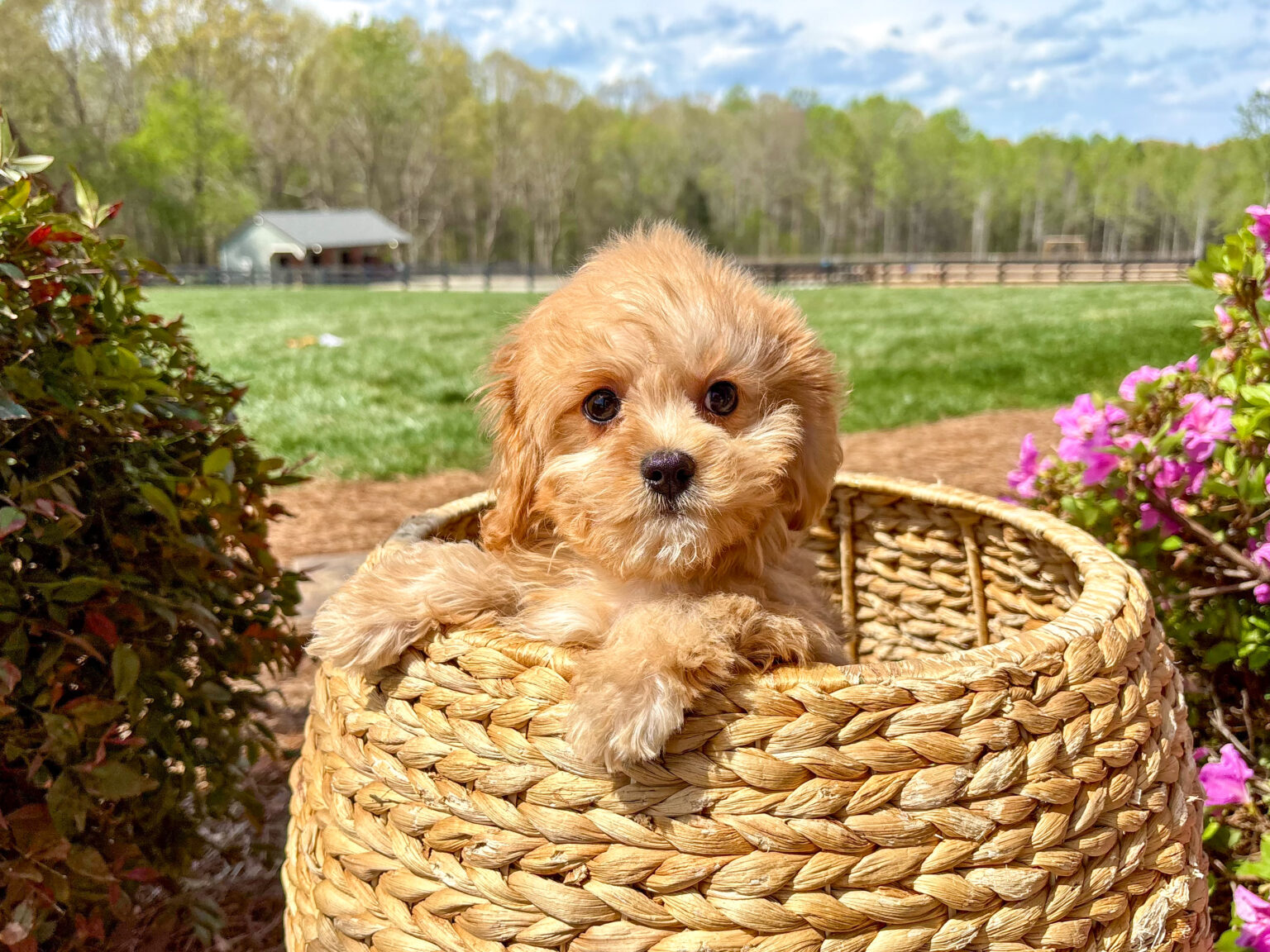 Discounted price is a reflection of a recessed vulva