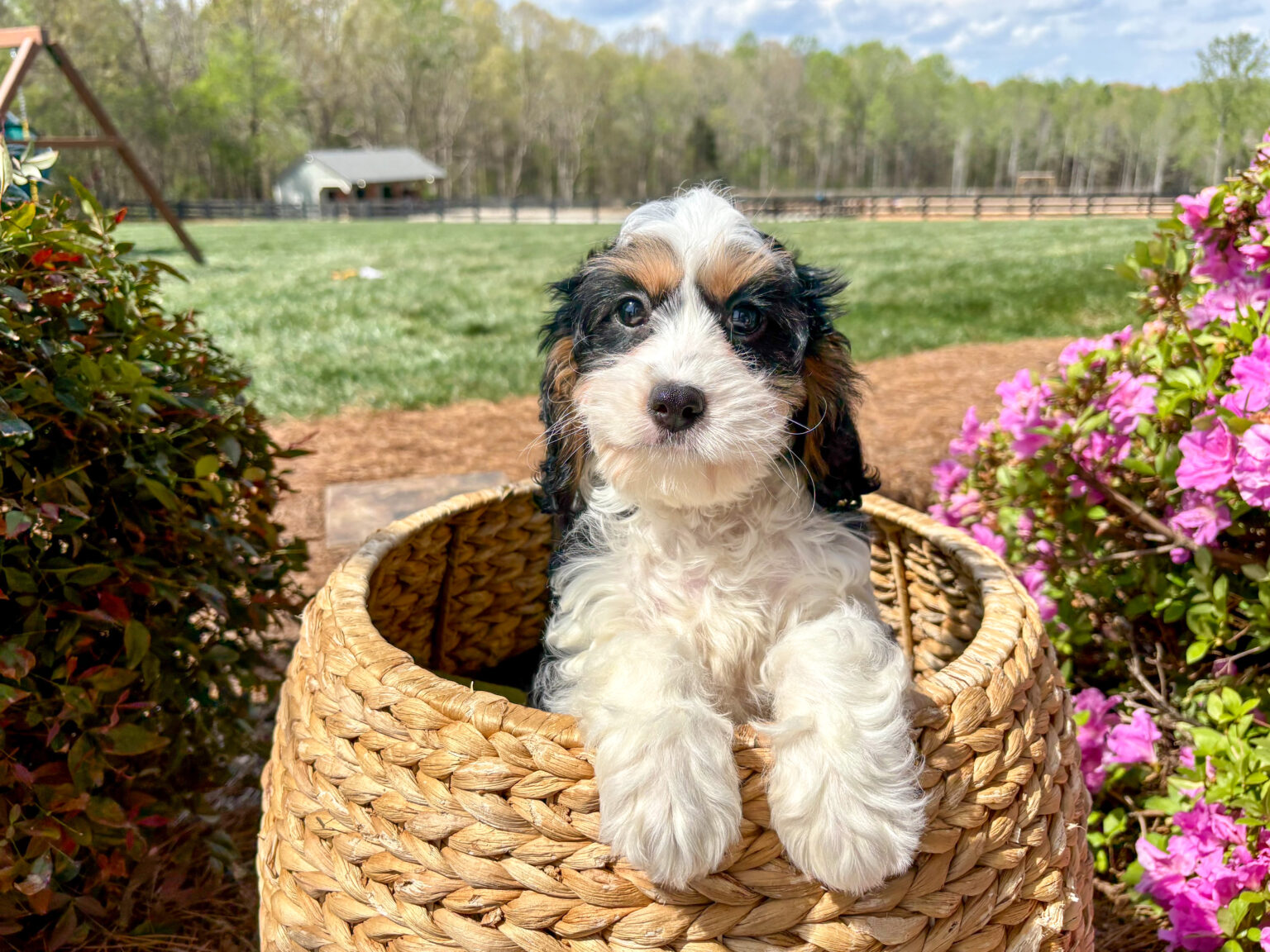 Discounted price is a reflection of an umbilical hernia