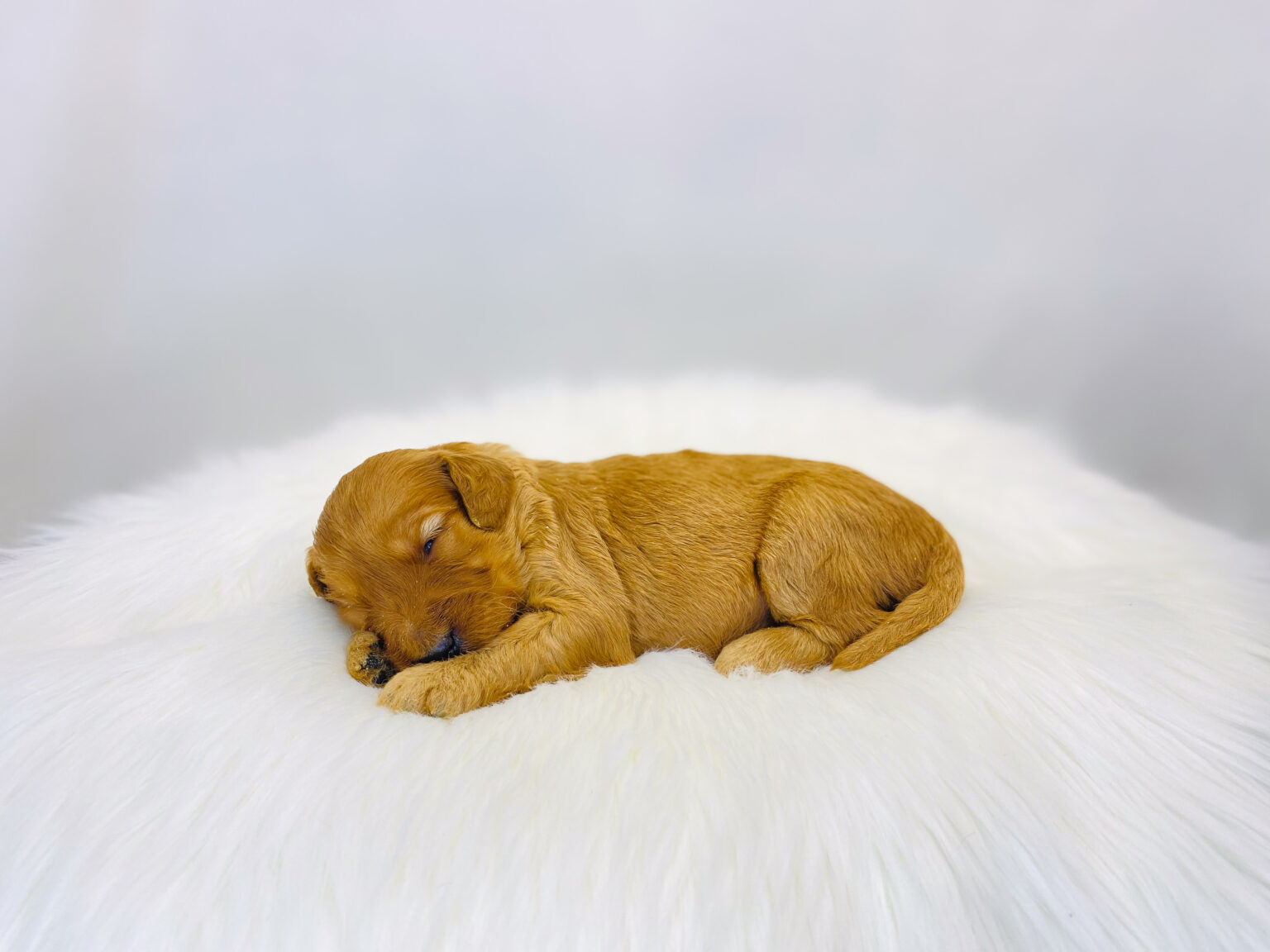 I am just a tiny baby and would love to join your family soon! Of course, you can’t see how cute and curly I will be when I get older, so the Dog Club will send updated photos when I am about 6 to 7 weeks old, if you choose to adopt me. Infant puppy deposits are refundable or transferrable.