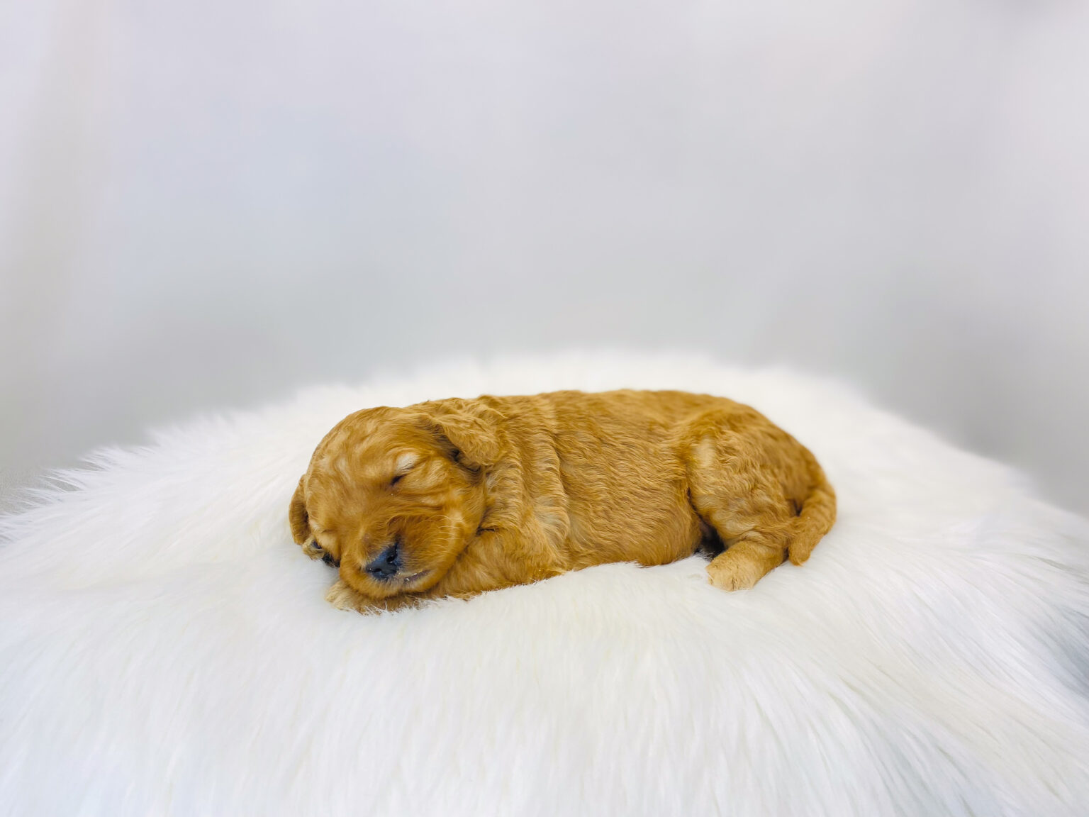 I am just a tiny baby and would love to join your family soon! Of course, you can’t see how cute and curly I will be when I get older, so the Dog Club will send updated photos when I am about 6 to 7 weeks old, if you choose to adopt me. Infant puppy deposits are refundable or transferrable.