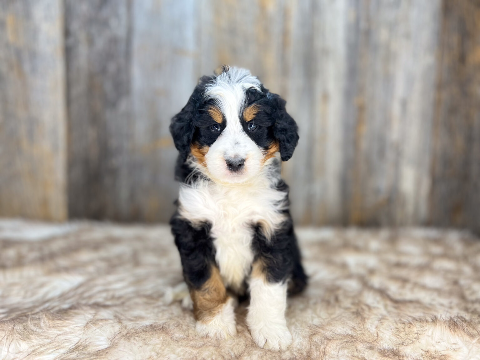 I am just a tiny baby and would love to join your family soon! Of course, you can’t see how cute and curly I will be when I get older, so the Dog Club will send updated photos when I am about 6 to 7 weeks old, if you choose to adopt me. Infant puppy deposits are refundable or transferrable.