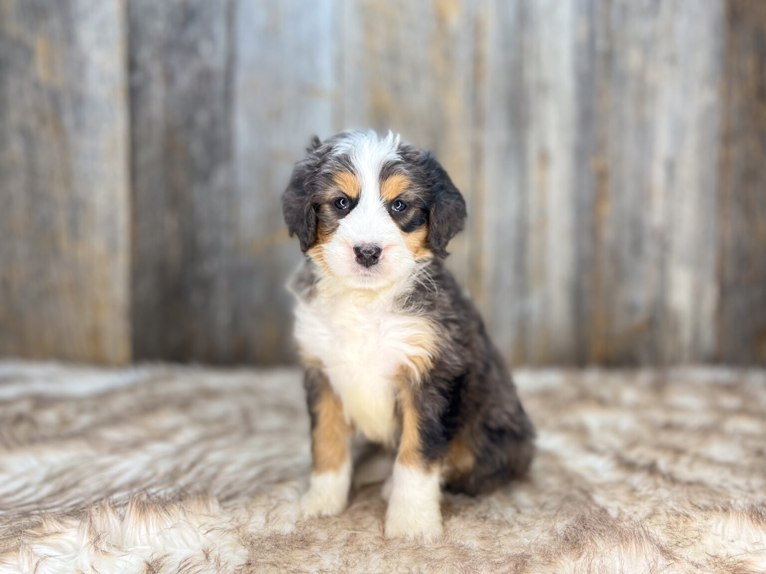 I am just a tiny baby and would love to join your family soon! Of course, you can’t see how cute and curly I will be when I get older, so the Dog Club will send updated photos when I am about 6 to 7 weeks old, if you choose to adopt me. Infant puppy deposits are refundable or transferrable.