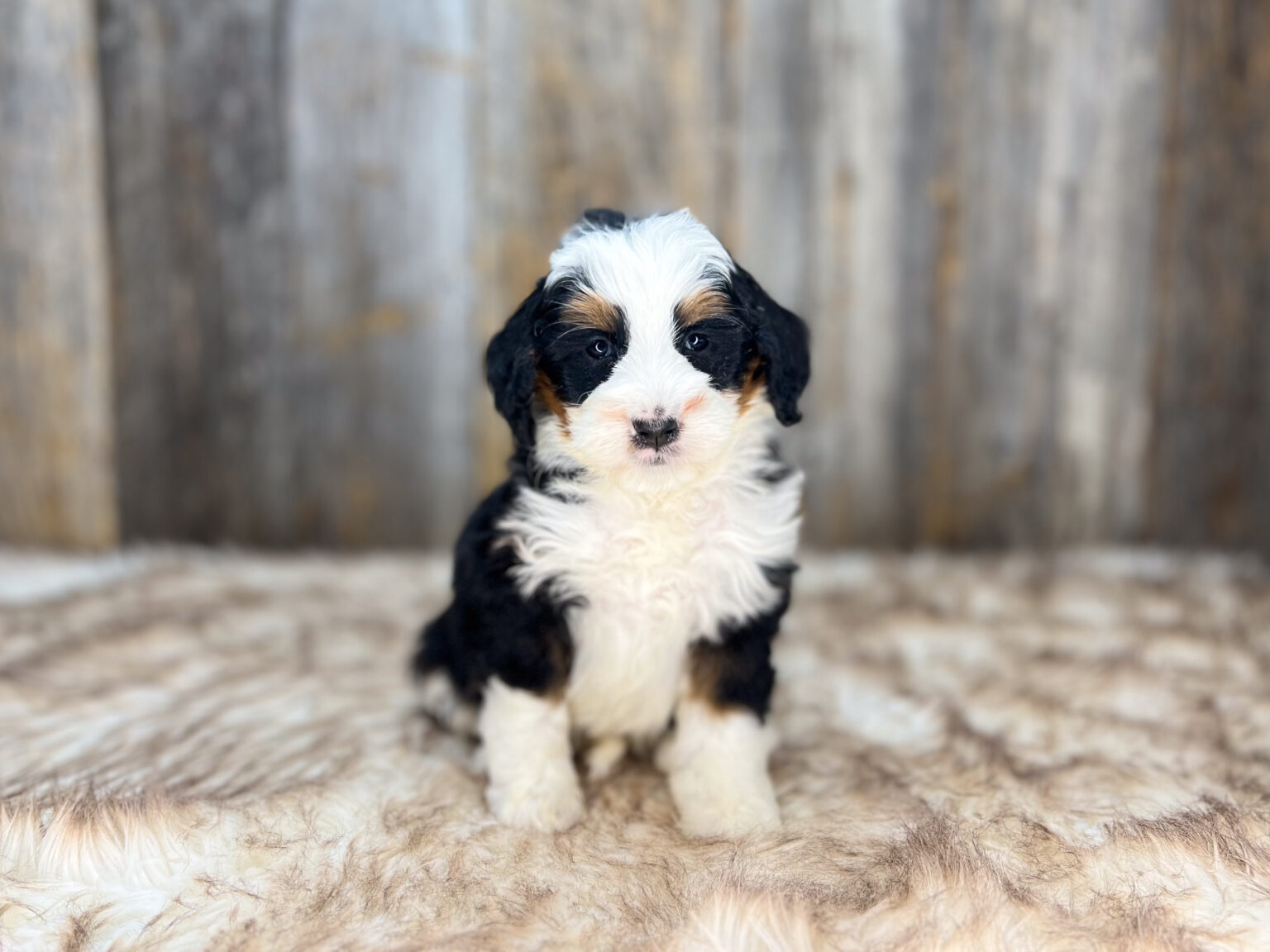 I am just a tiny baby and would love to join your family soon! Of course, you can’t see how cute and curly I will be when I get older, so the Dog Club will send updated photos when I am about 6 to 7 weeks old, if you choose to adopt me. Infant puppy deposits are refundable or transferrable.