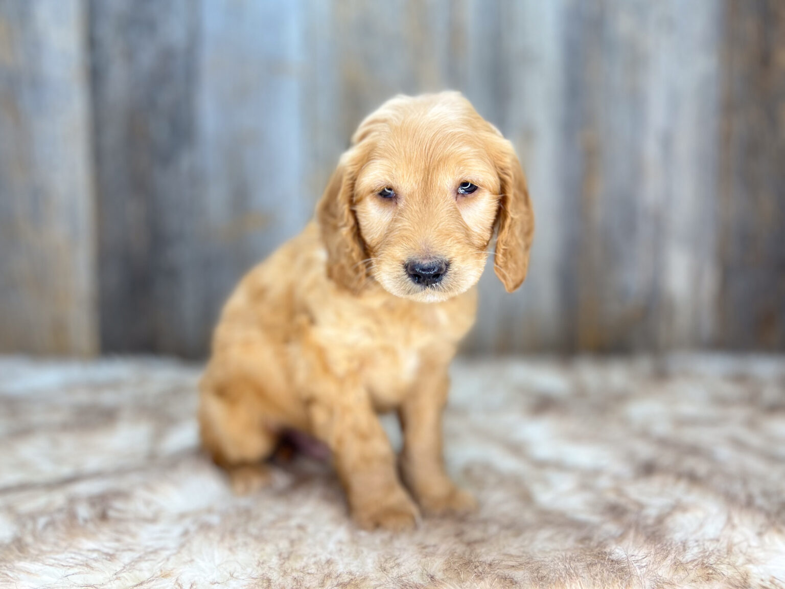 I am just a tiny baby and would love to join your family soon! Of course, you can’t see how cute and curly I will be when I get older, so the Dog Club will send updated photos when I am about 6 to 7 weeks old, if you choose to adopt me. Infant puppy deposits are refundable or transferrable.