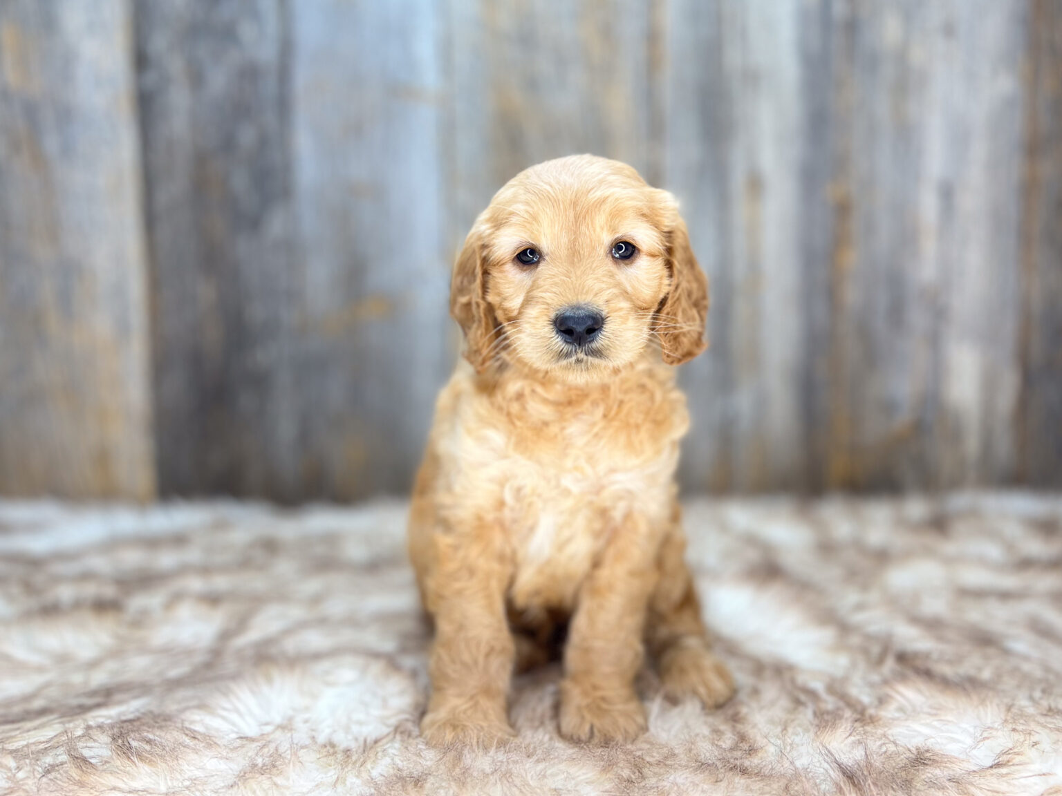 I am just a tiny baby and would love to join your family soon! Of course, you can’t see how cute and curly I will be when I get older, so the Dog Club will send updated photos when I am about 6 to 7 weeks old, if you choose to adopt me. Infant puppy deposits are refundable or transferrable.