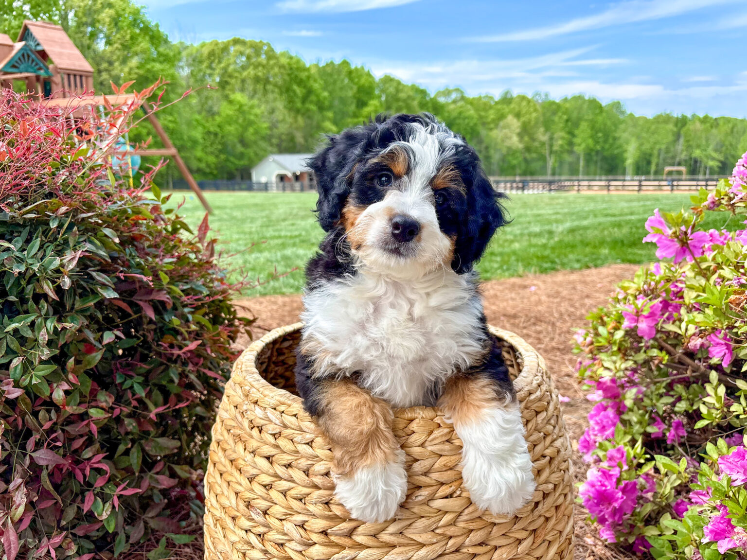 I am just a tiny baby and would love to join your family soon! Of course, you can’t see how cute and curly I will be when I get older, so the Dog Club will send updated photos when I am about 6 to 7 weeks old, if you choose to adopt me. Infant puppy deposits are refundable or transferrable.