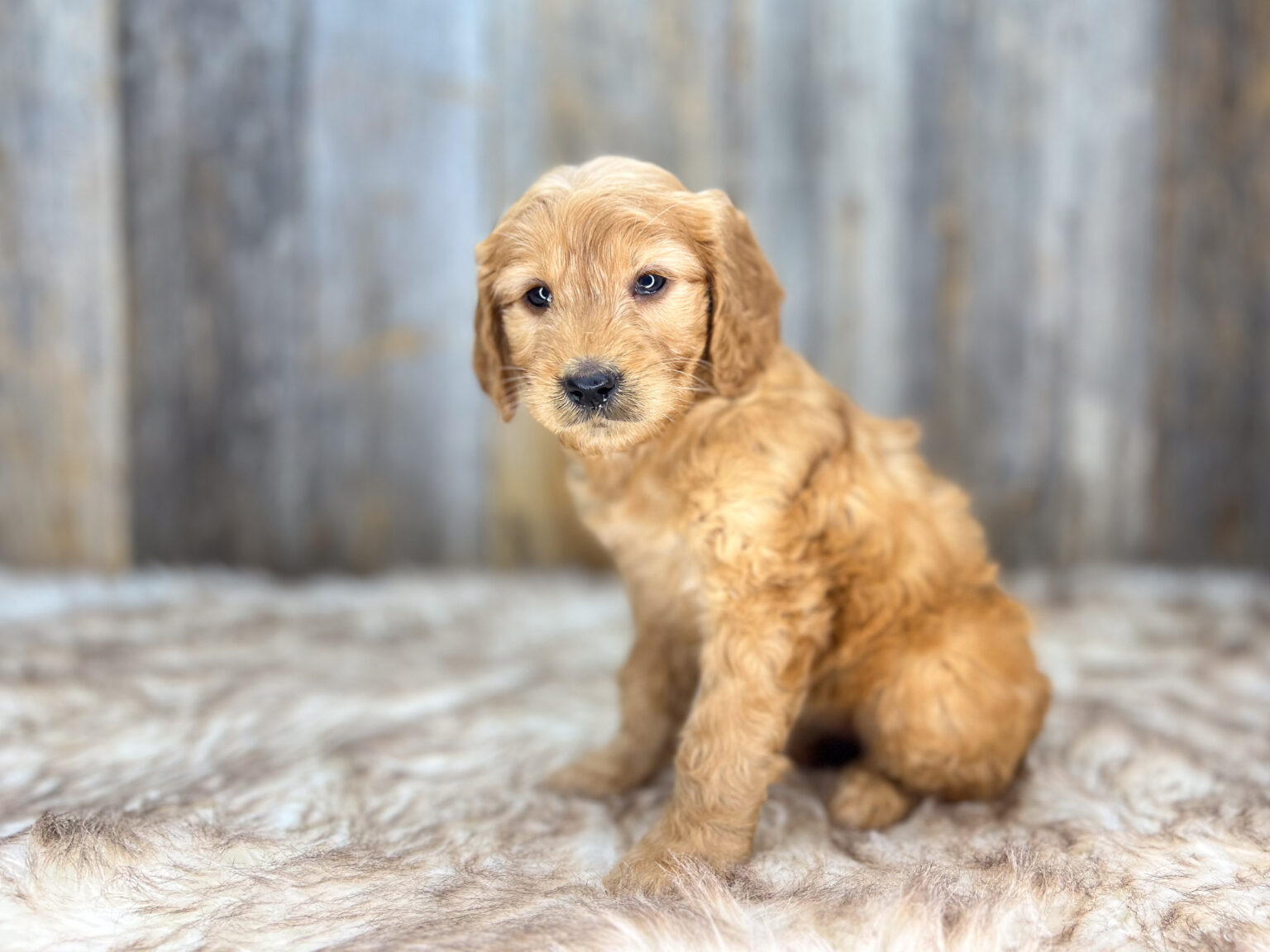 I am just a tiny baby and would love to join your family soon! Of course, you can’t see how cute and curly I will be when I get older, so the Dog Club will send updated photos when I am about 6 to 7 weeks old, if you choose to adopt me. Infant puppy deposits are refundable or transferrable.
