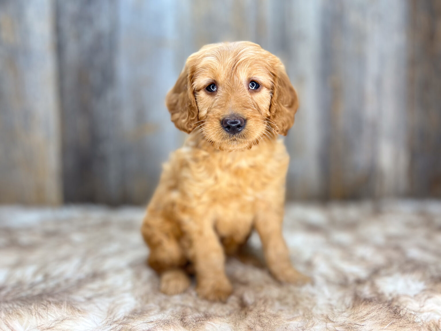 I am just a tiny baby and would love to join your family soon! Of course, you can’t see how cute and curly I will be when I get older, so the Dog Club will send updated photos when I am about 6 to 7 weeks old, if you choose to adopt me. Infant puppy deposits are refundable or transferrable.